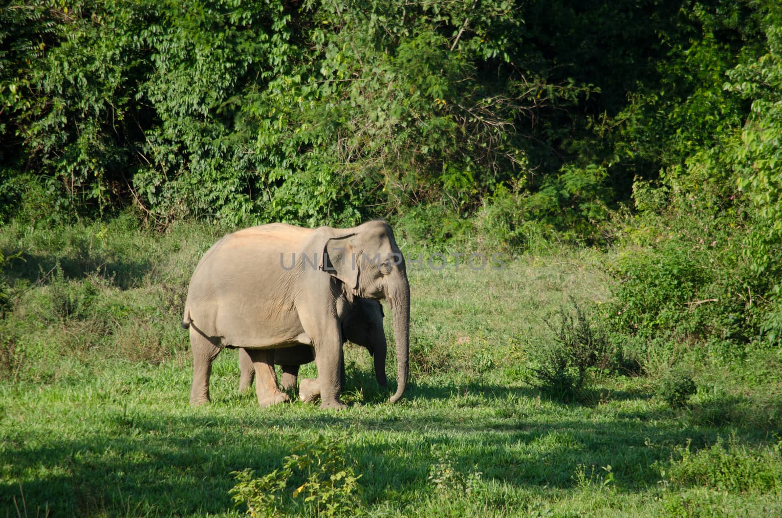 Asiatic Elephant is big five animal in asia by visanuwit