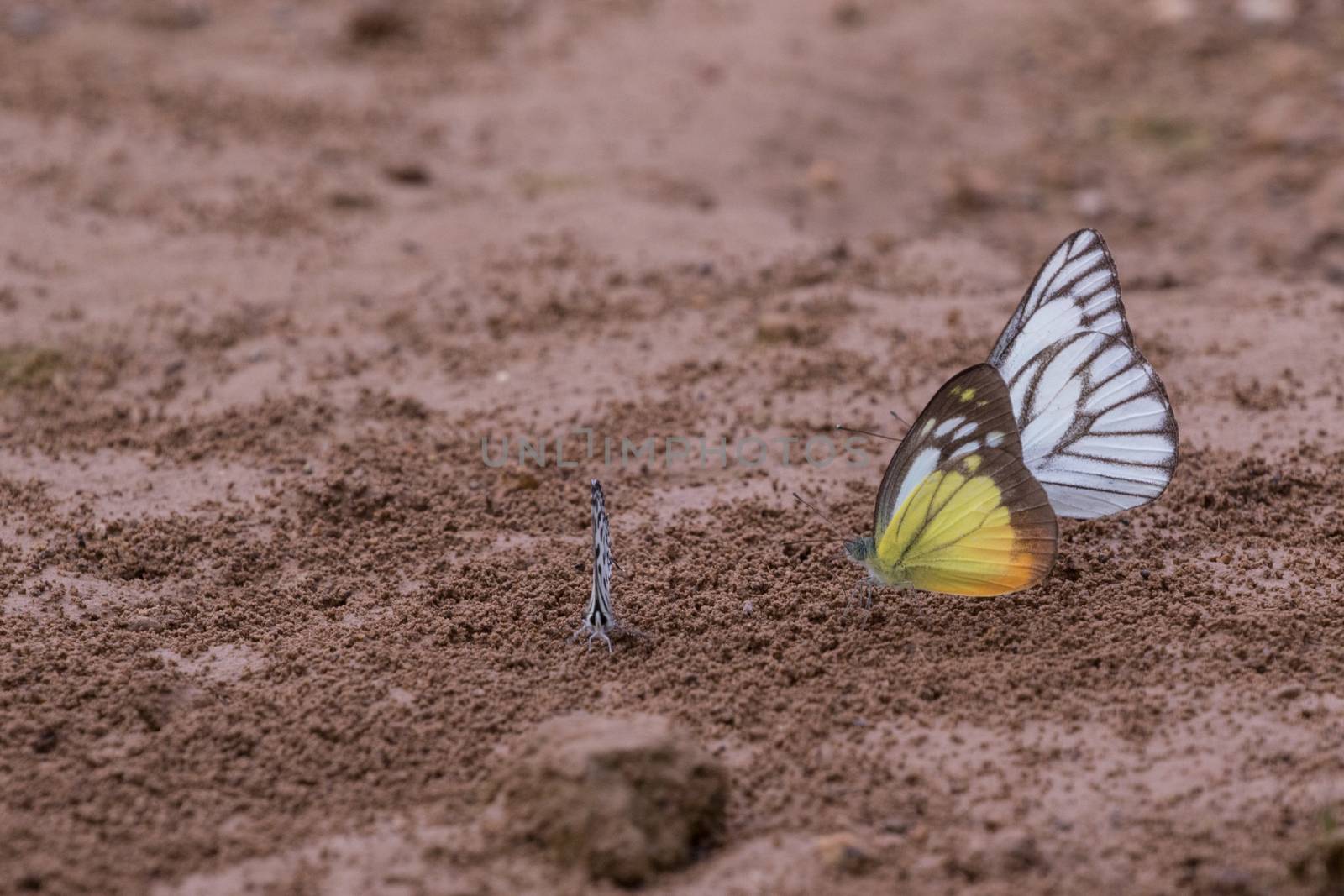 Butterflies are insects in the macrolepidopteran clade Rhopalocera from the order Lepidoptera and Its have the typical four-stage insect life cycle