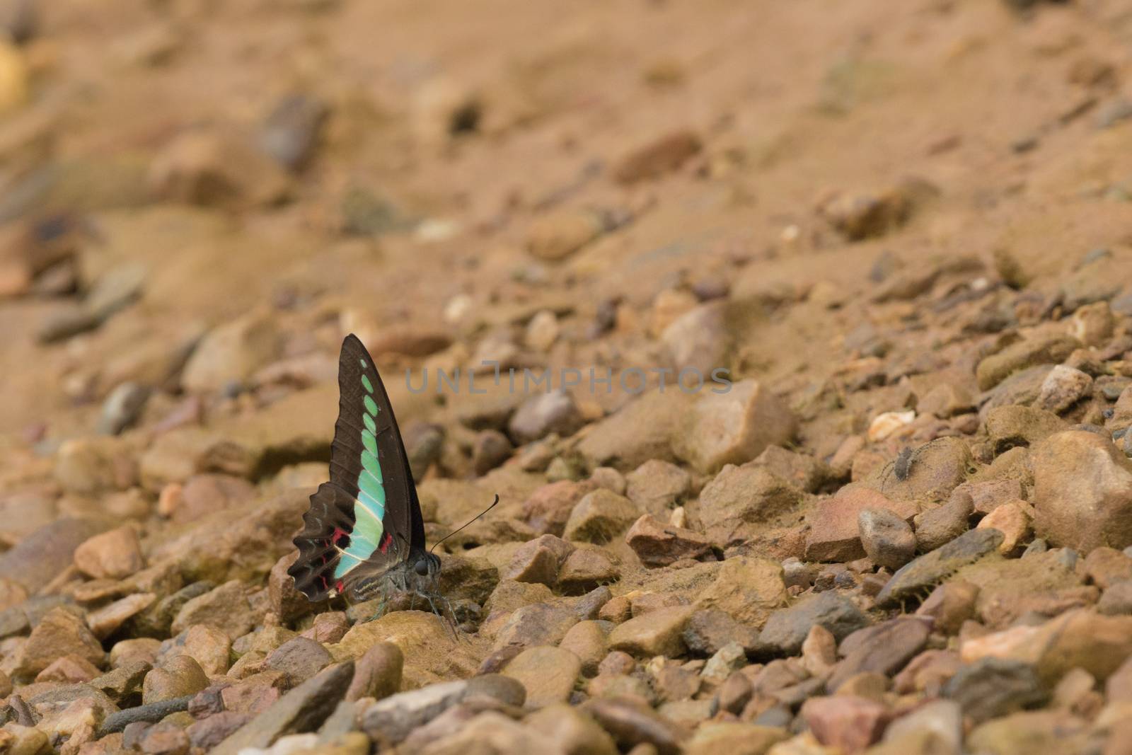 Butterflies are insects in the macrolepidopteran clade Rhopalocera from the order Lepidoptera and Its have the typical four-stage insect life cycle