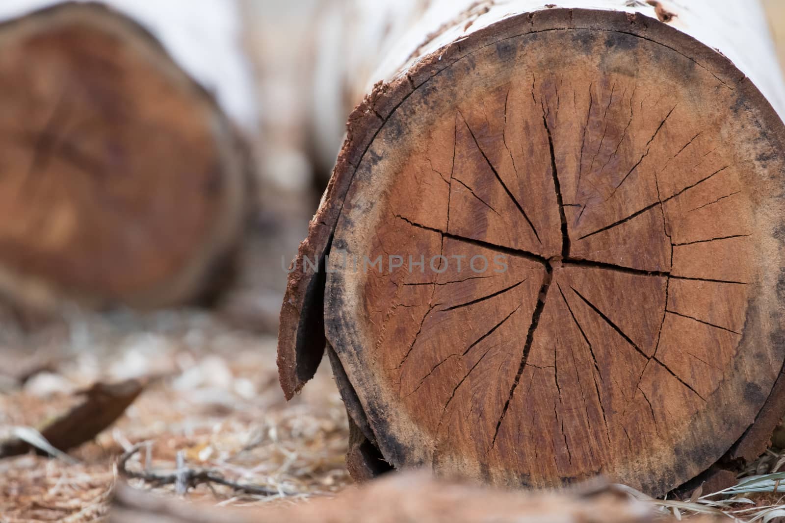 After the tree is cut. What is left is the stumps on the ground.