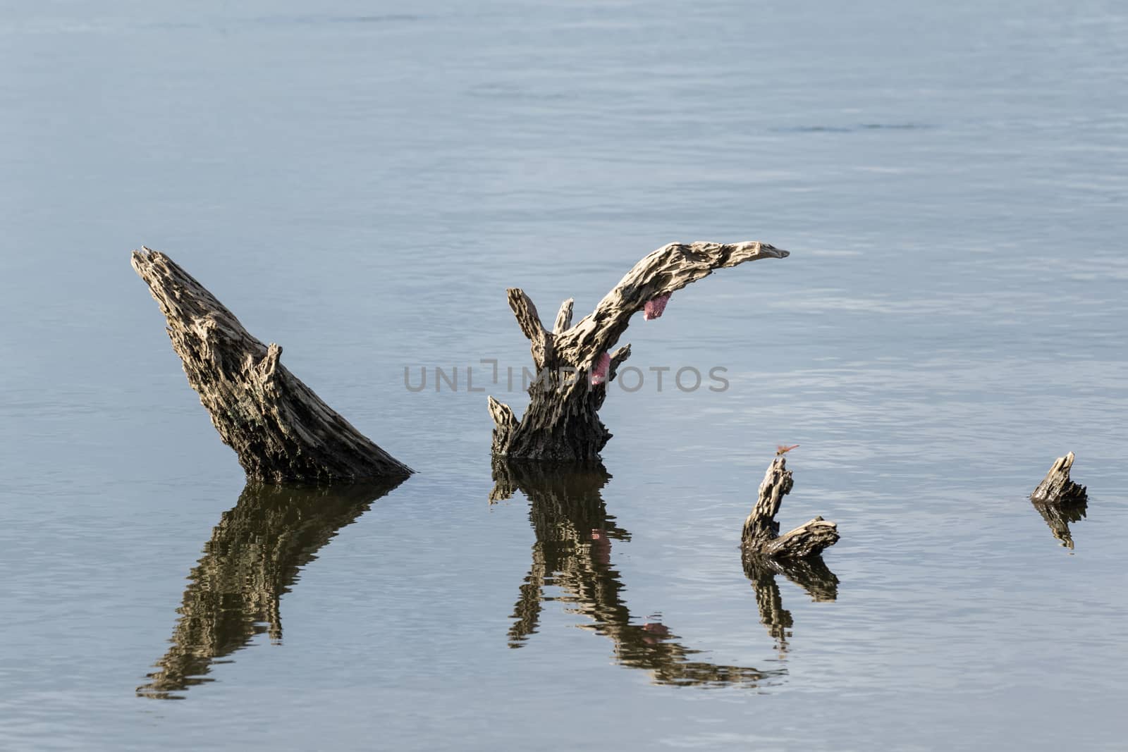 After the tree is cut. What is left is the stumps in the dam