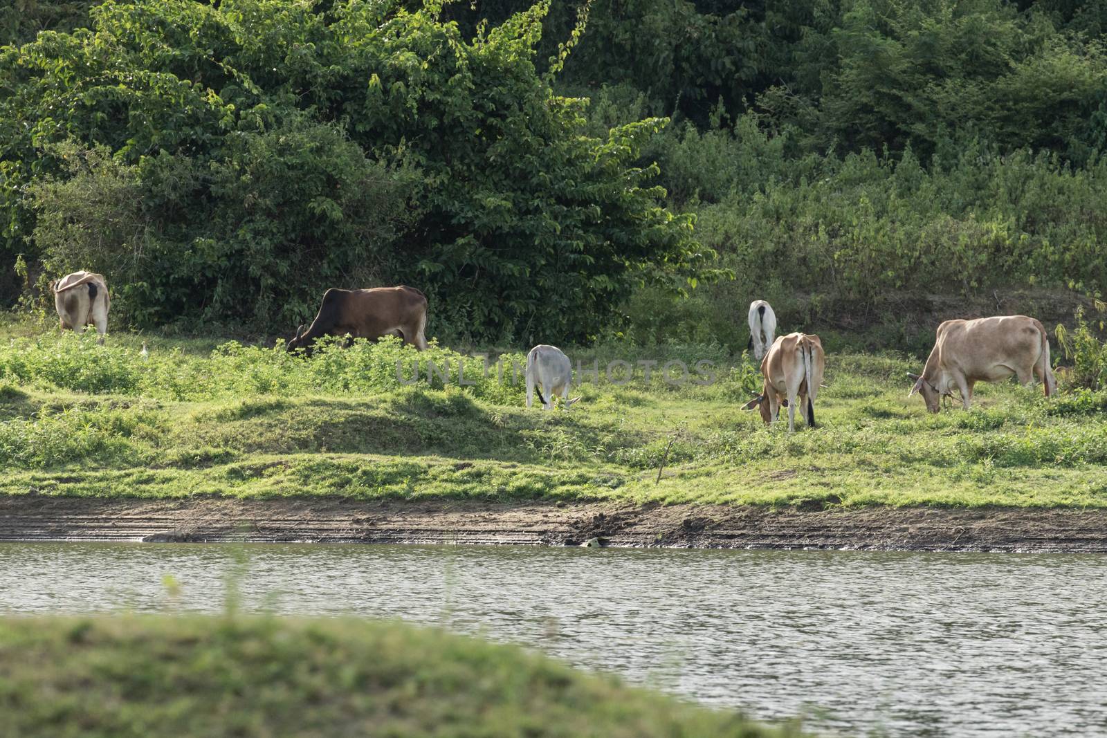 cows is eatting grass and walk around the lake . Its has many colour such as orange white brown black .