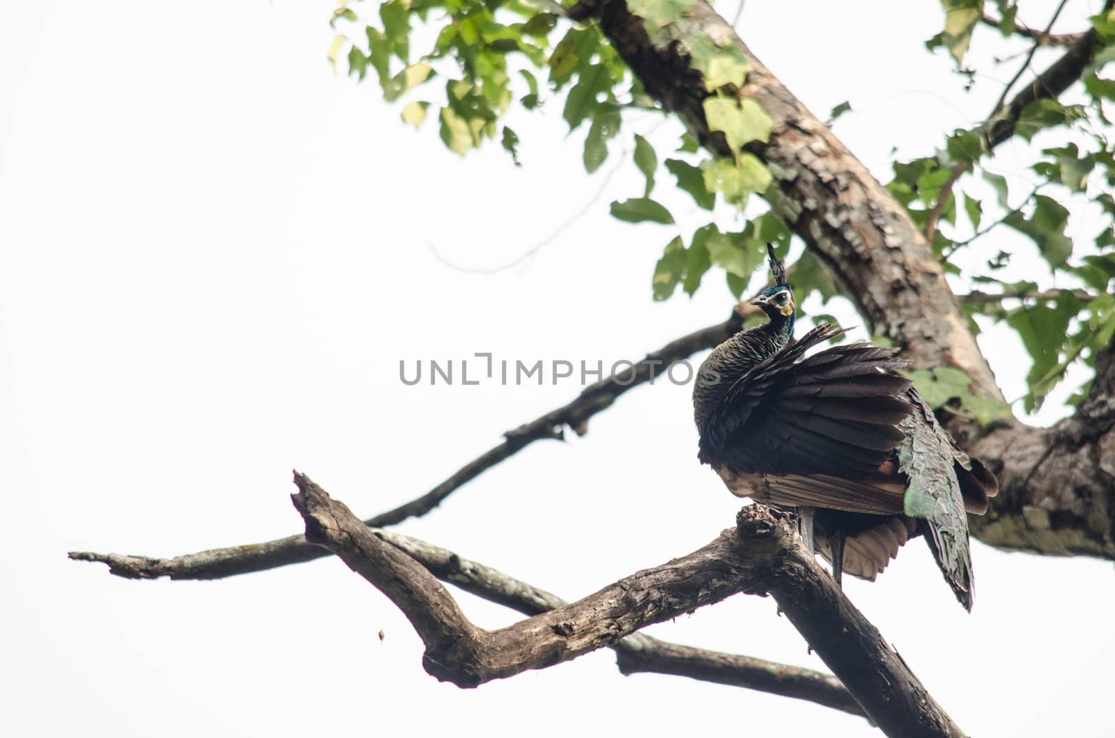 Green peafowl are large birds, amongst the largest living galliforms in terms of overall size