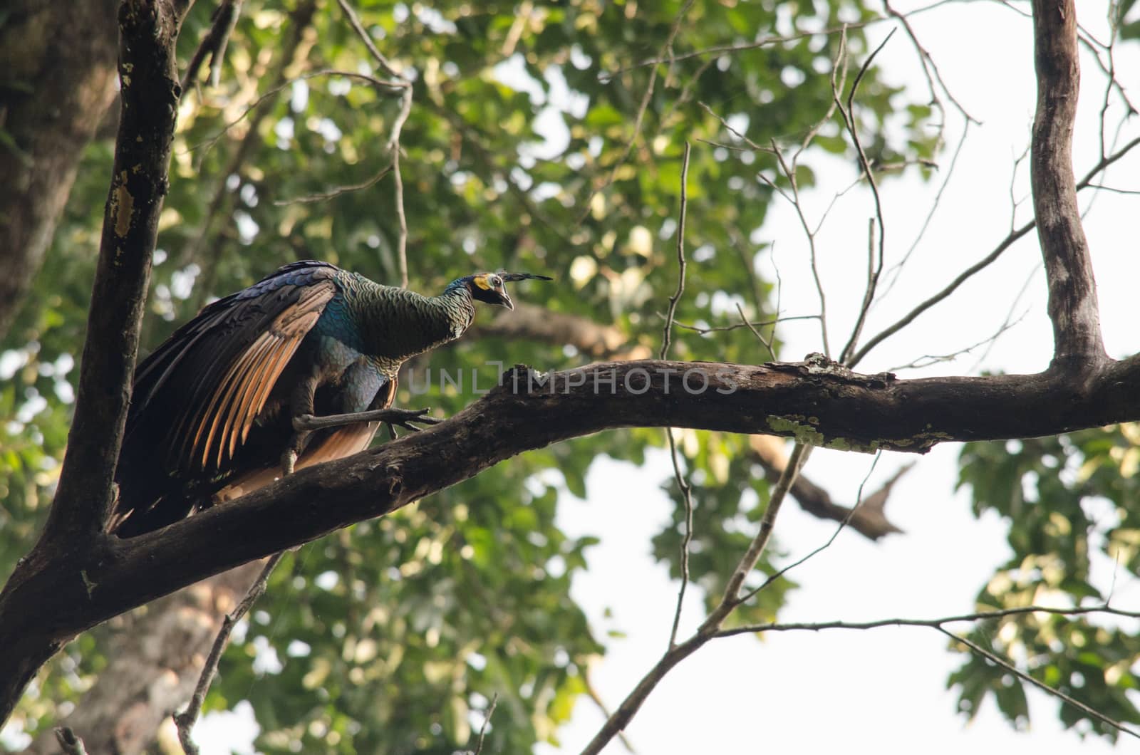 Green peafowl are large birds, amongst the largest living galliforms in terms of overall size