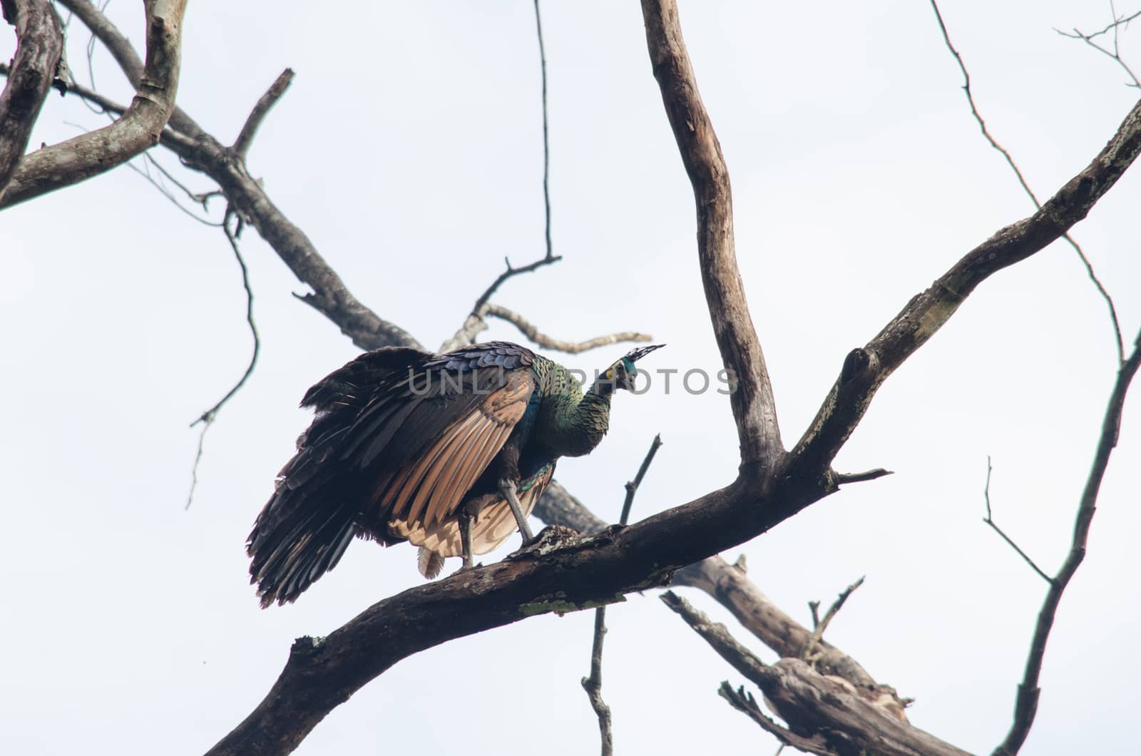 Green peafowl are large birds, amongst the largest living galliforms in terms of overall size