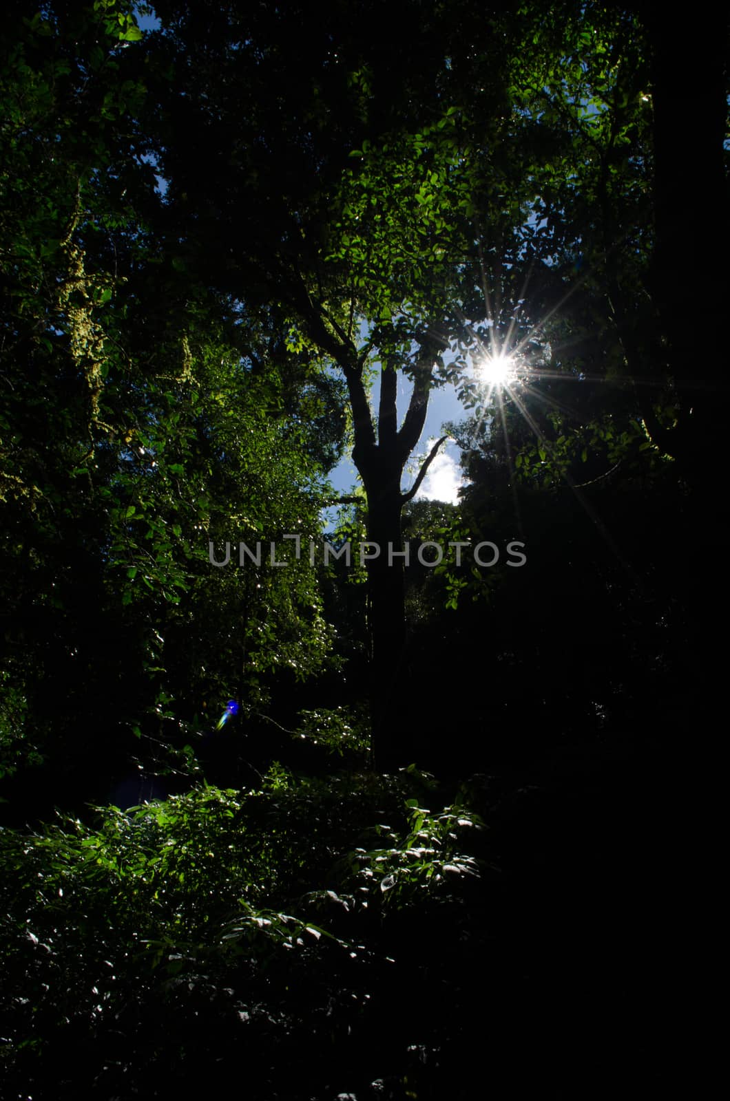 In the day have light is bright in to the forest . it pass gaps on the tree. so it is beautiful and i can see fresh green leaf.