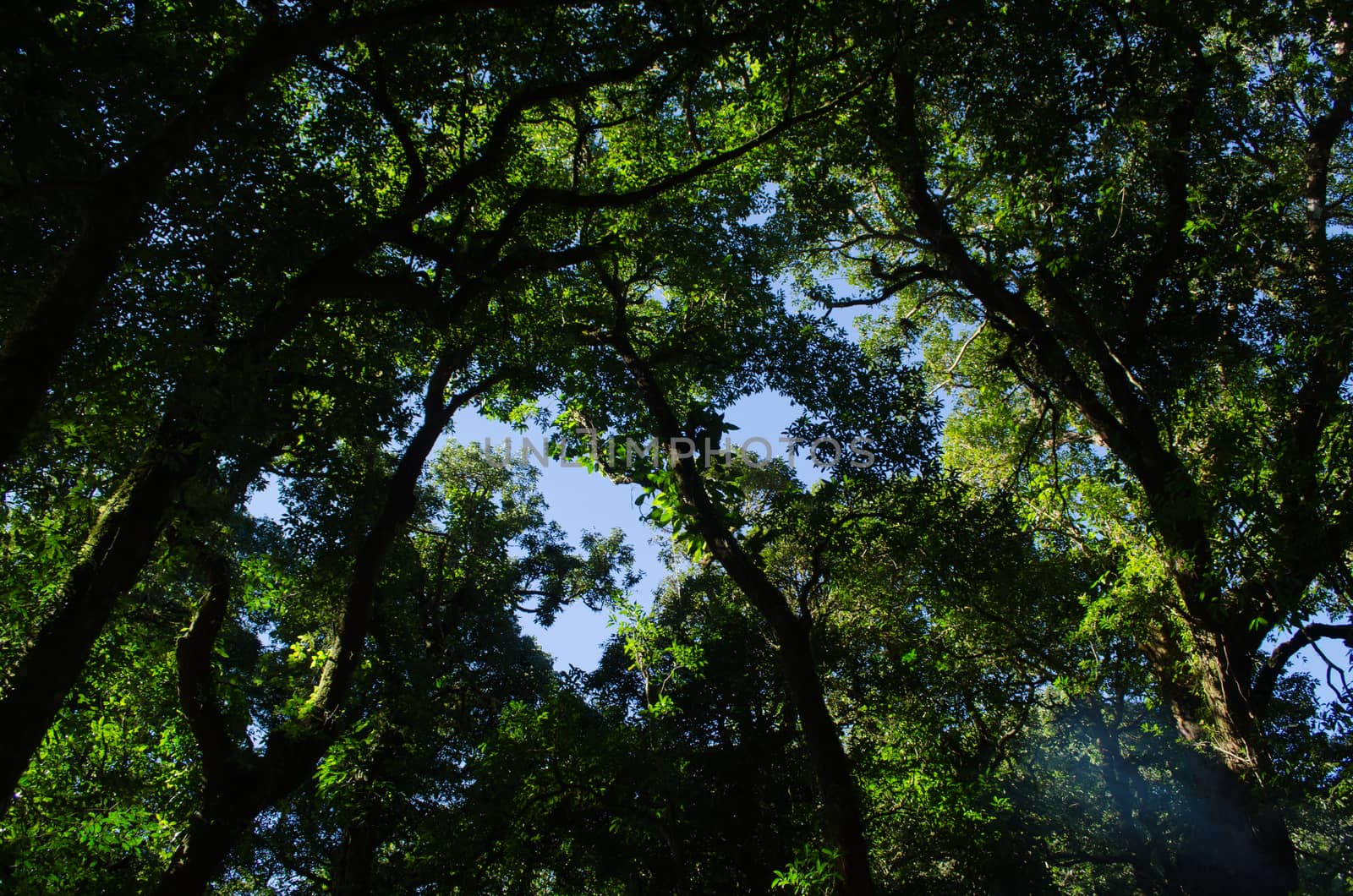 In the day have light is bright in to the forest . it pass gaps on the tree. so it is beautiful and i can see fresh green leaf.