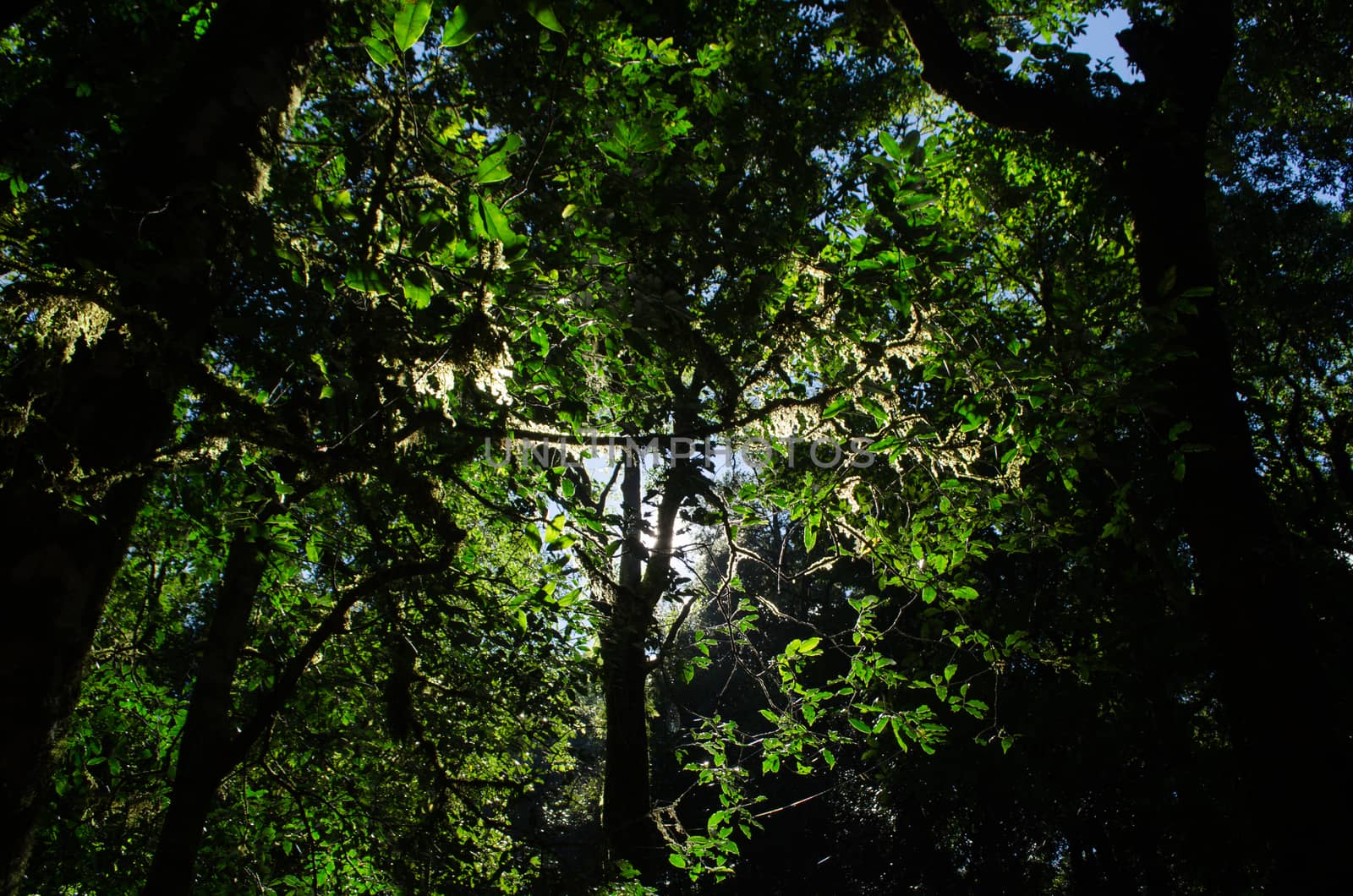 In the day have light is bright in to the forest . it pass gaps on the tree. so it is beautiful and i can see fresh green leaf.