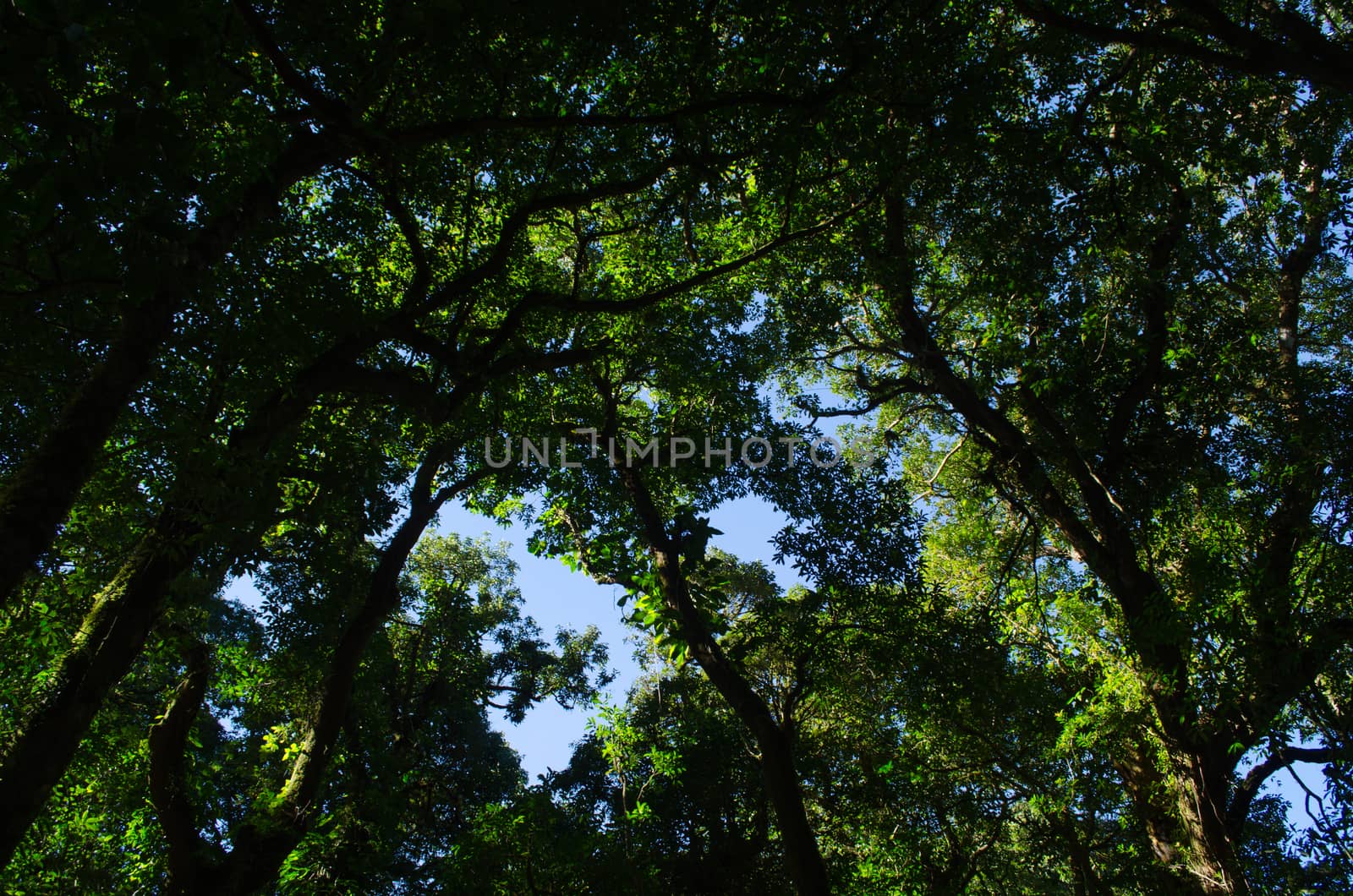 In the day have light is bright in to the forest . it pass gaps on the tree. so it is beautiful and i can see fresh green leaf.