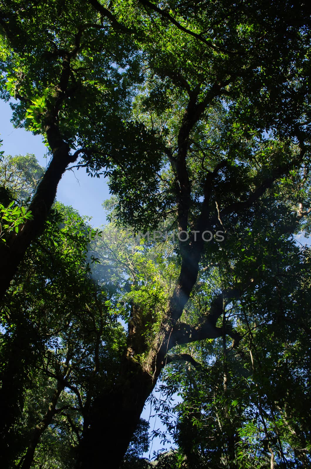 In the day have light is bright in to the forest . it pass gaps on the tree. so it is beautiful and i can see fresh green leaf.