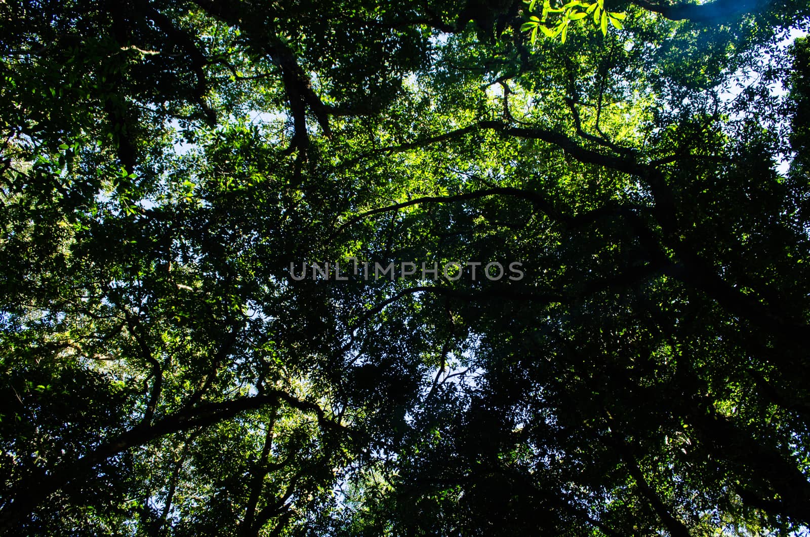 In the day have light is bright in to the forest . it pass gaps on the tree. so it is beautiful and i can see fresh green leaf.