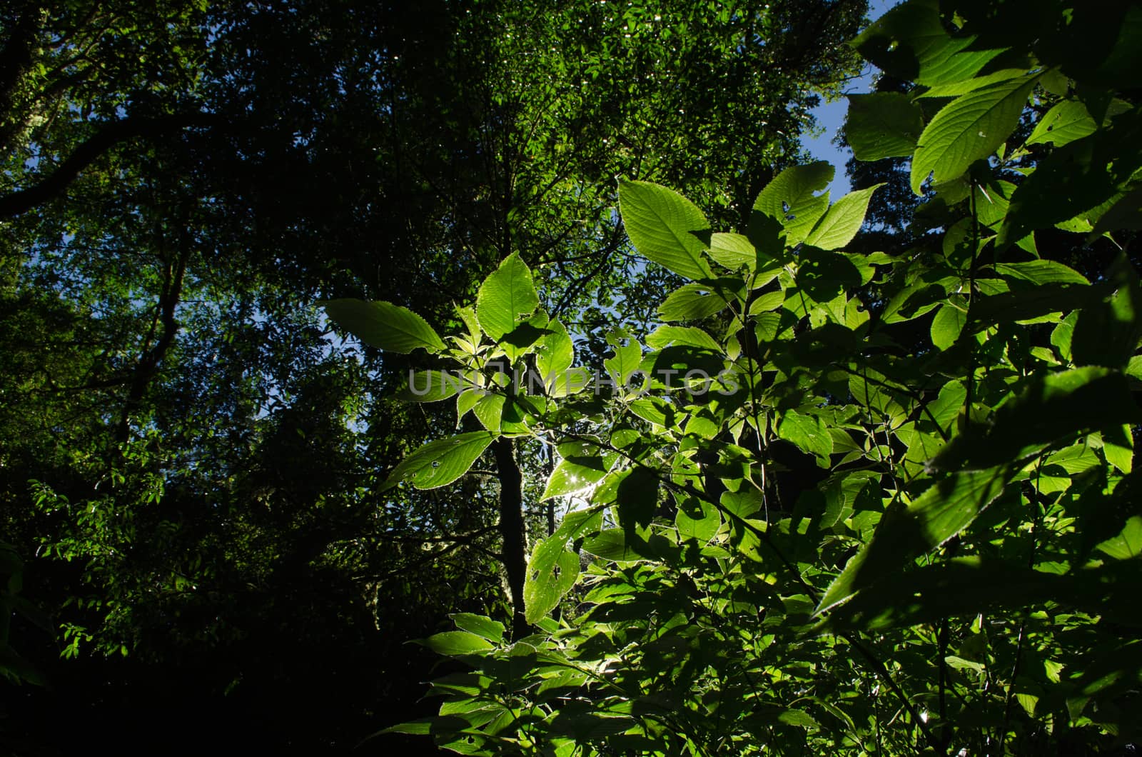 In the day have light is bright in to the forest . it pass gaps on the tree. so it is beautiful and i can see fresh green leaf.