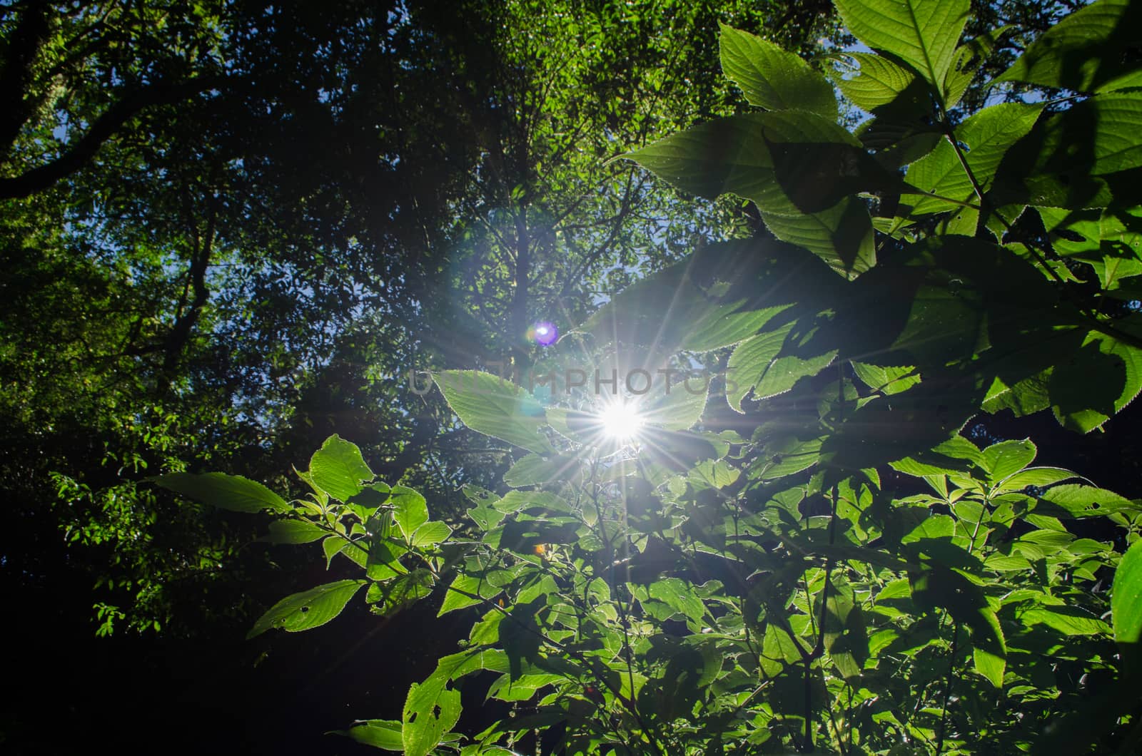 In the day have light is bright in to the forest . it pass gaps on the tree. so it is beautiful and i can see fresh green leaf.