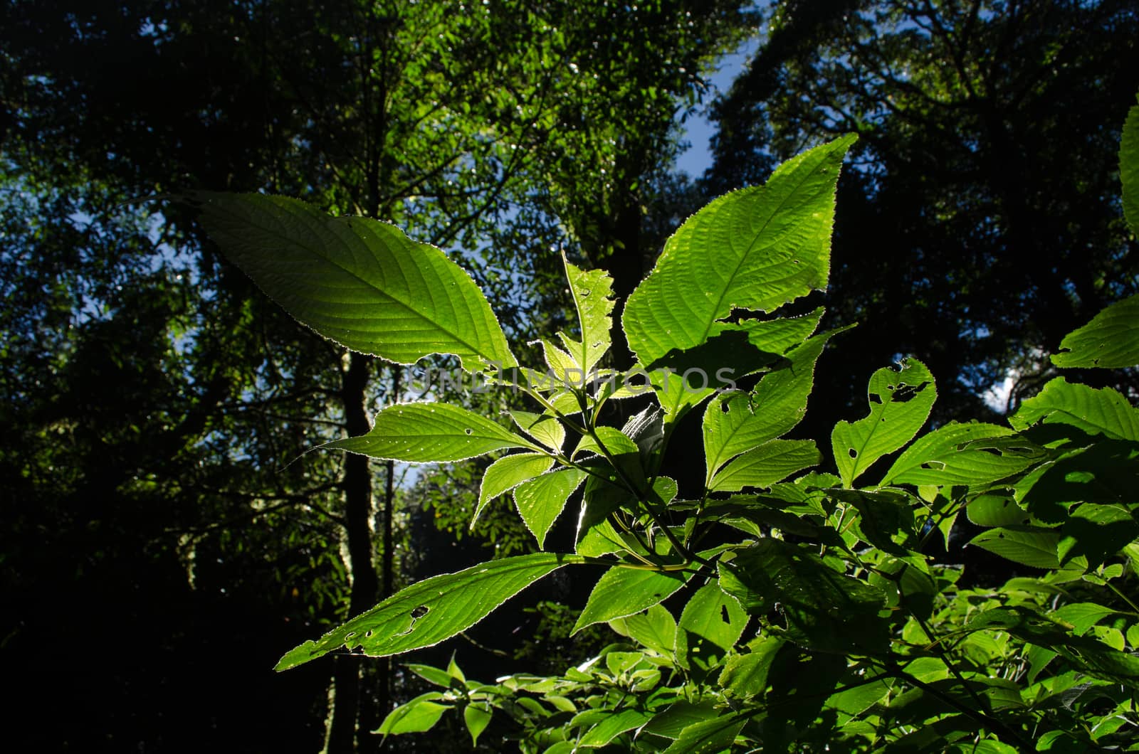 In the day have light is bright in to the forest . it pass gaps on the tree. so it is beautiful and i can see fresh green leaf.