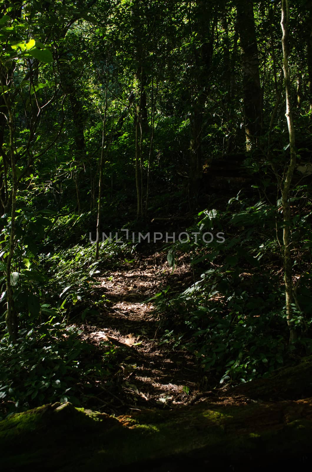 In the day have light is bright in to the forest . it pass gaps on the tree. so it is beautiful and i can see fresh green leaf.
