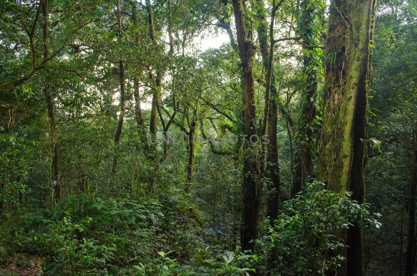 In the day have light is bright in to the forest . it pass gaps on the tree. so it is beautiful and i can see fresh green leaf.