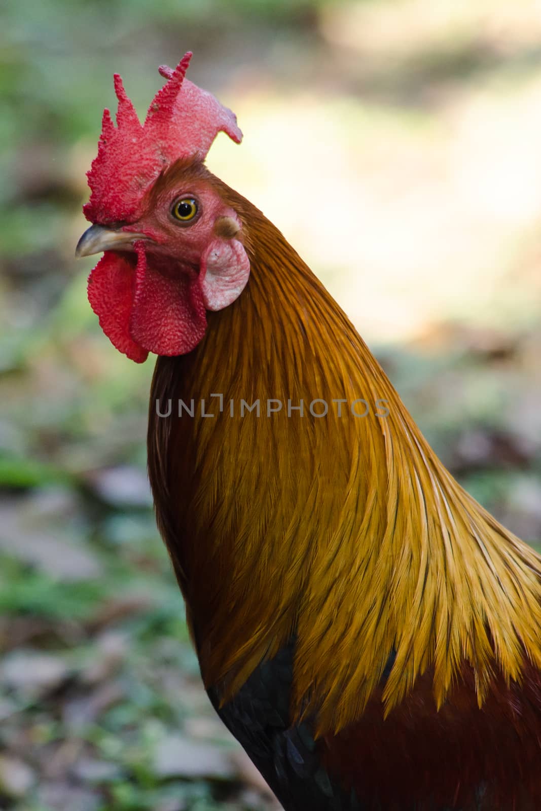 red chicks and hen walking for food on the ground