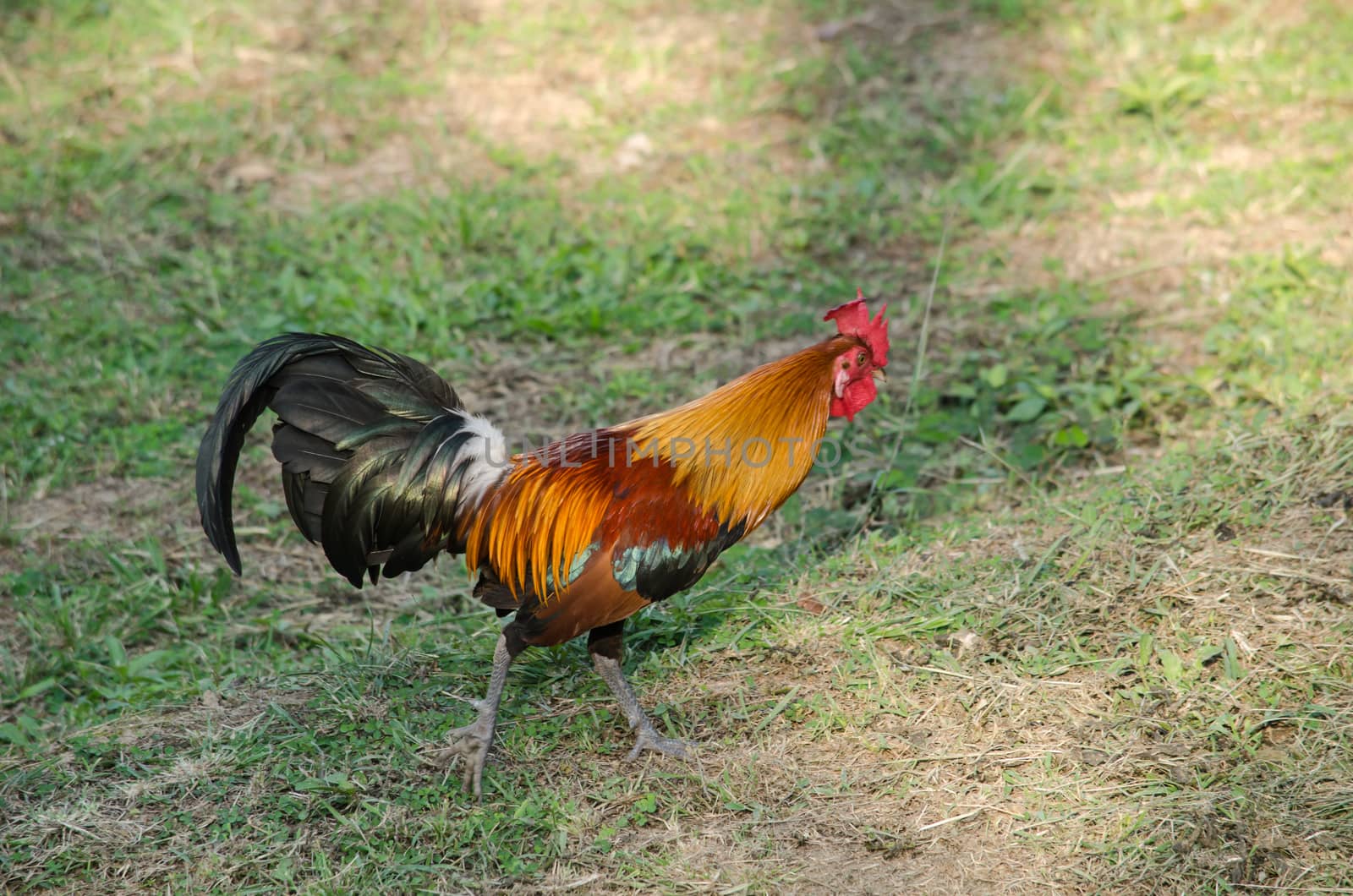 red chicks and hen walking for food on the ground