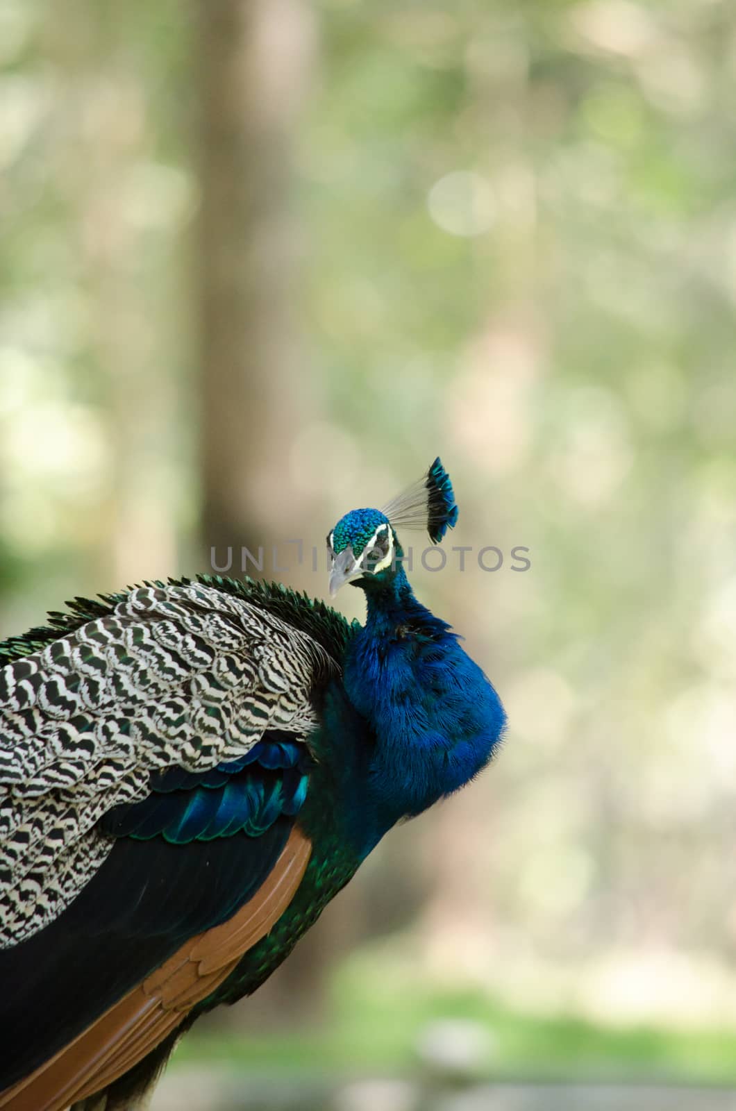 India peafowl are large birds, amongst the largest living galliforms in terms of overall size