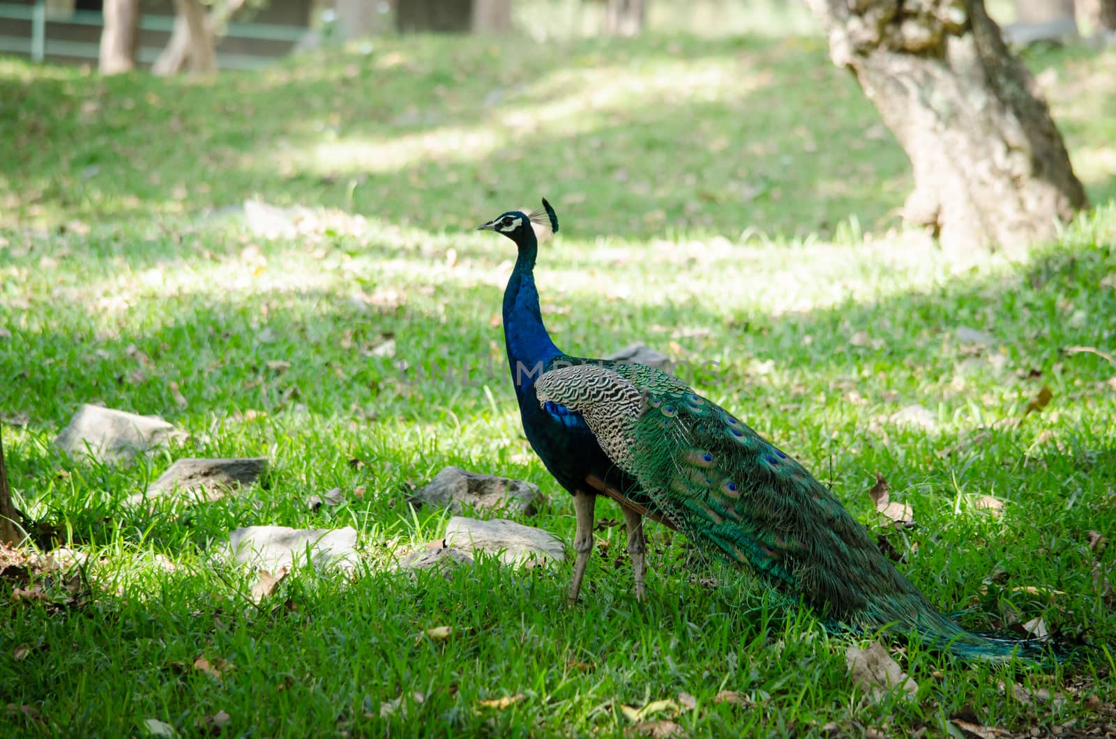 India peafowl are large birds, amongst the largest living galliforms in terms of overall size