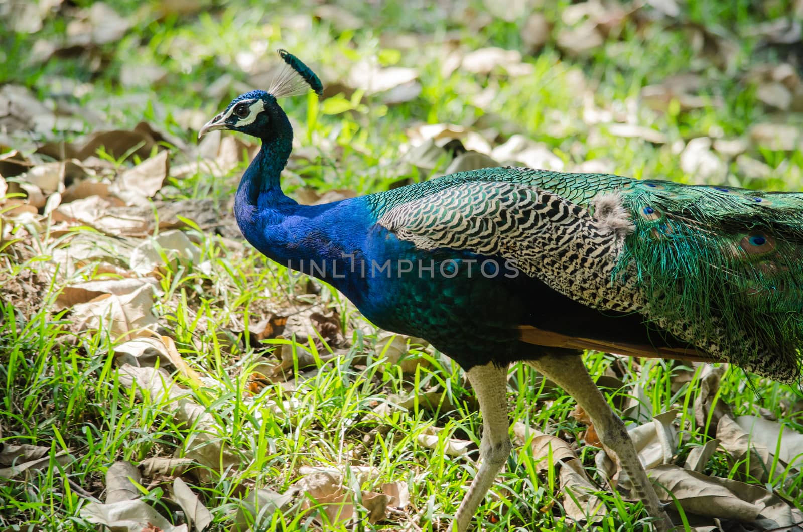 India peafowl are large birds, amongst the largest living galliforms in terms of overall size