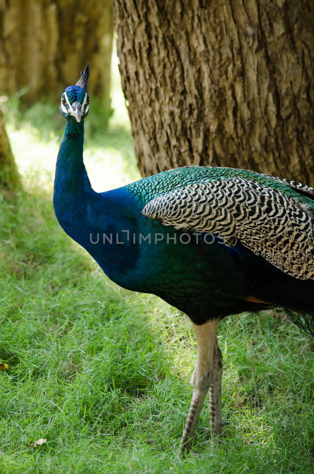 India peafowl are large birds, amongst the largest living galliforms in terms of overall size