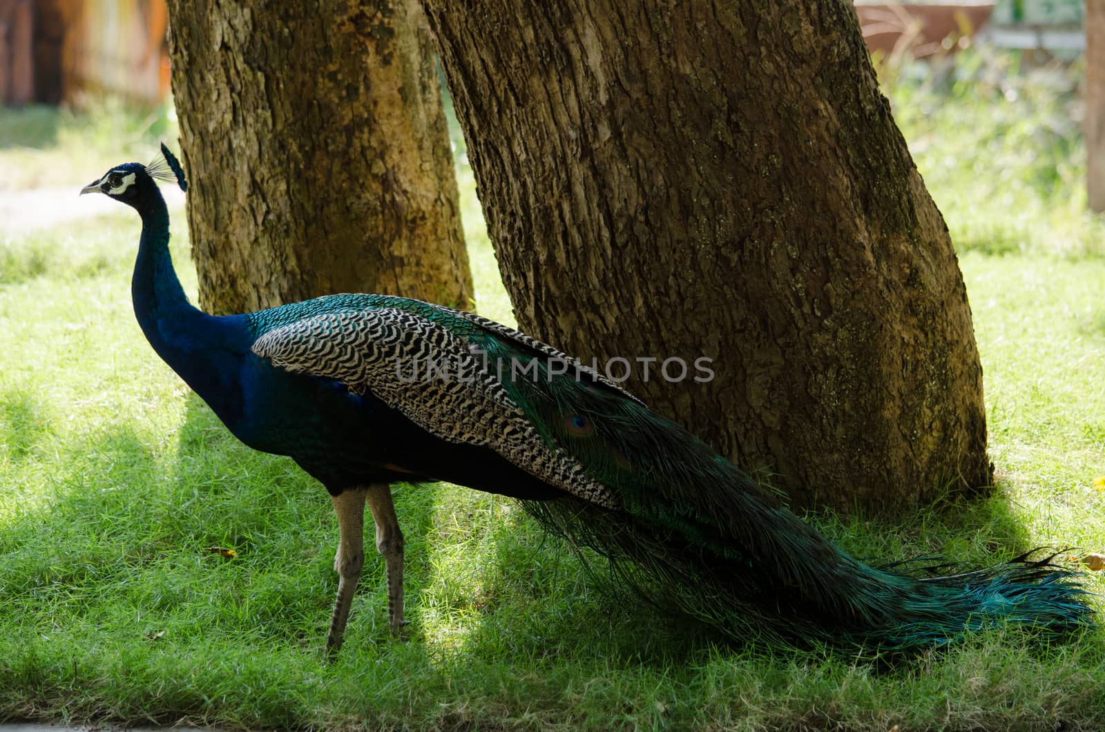 India peafowl are large birds, amongst the largest living galliforms in terms of overall size