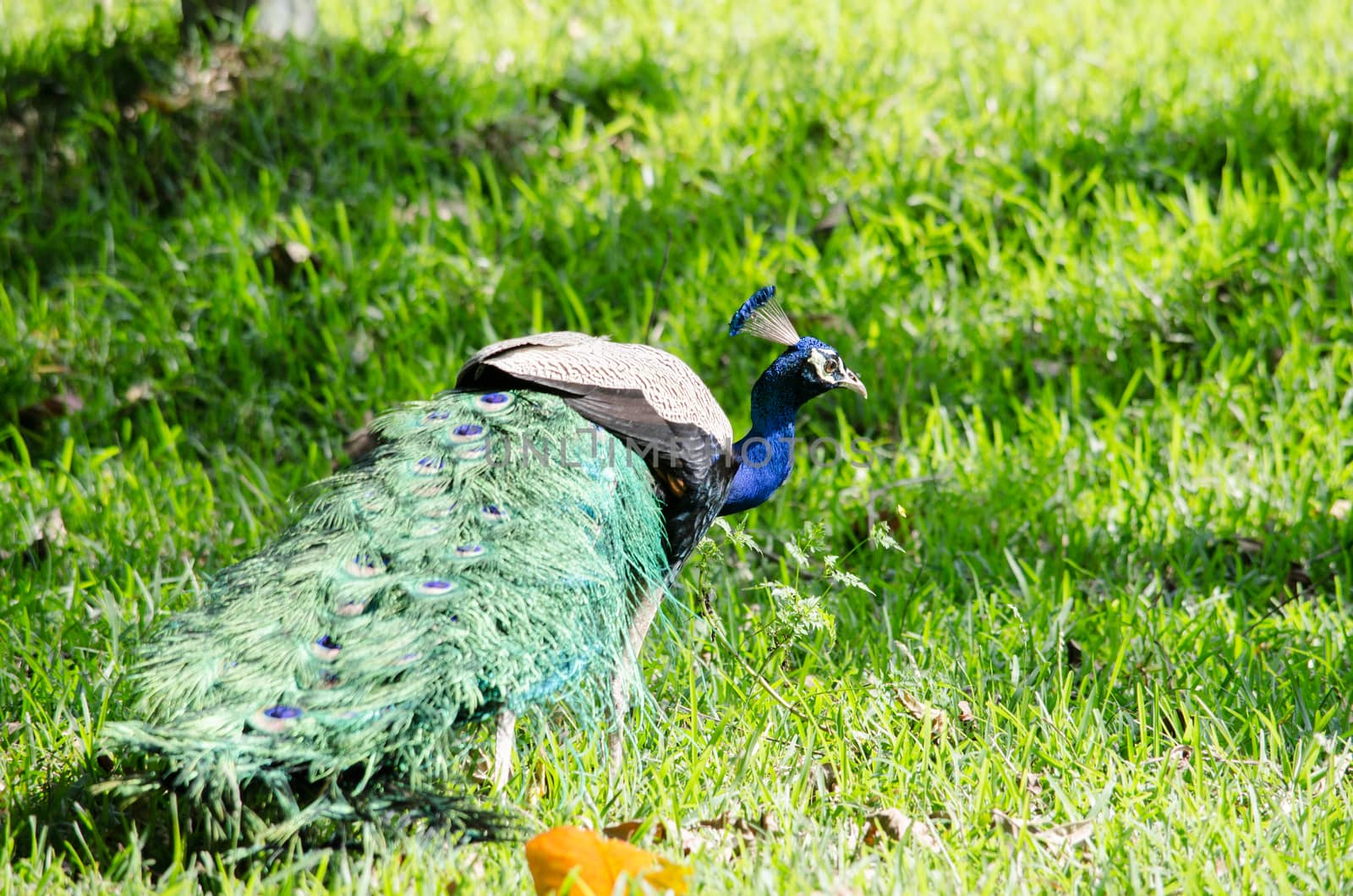 India peafowl are large birds, amongst the largest living galliforms in terms of overall size