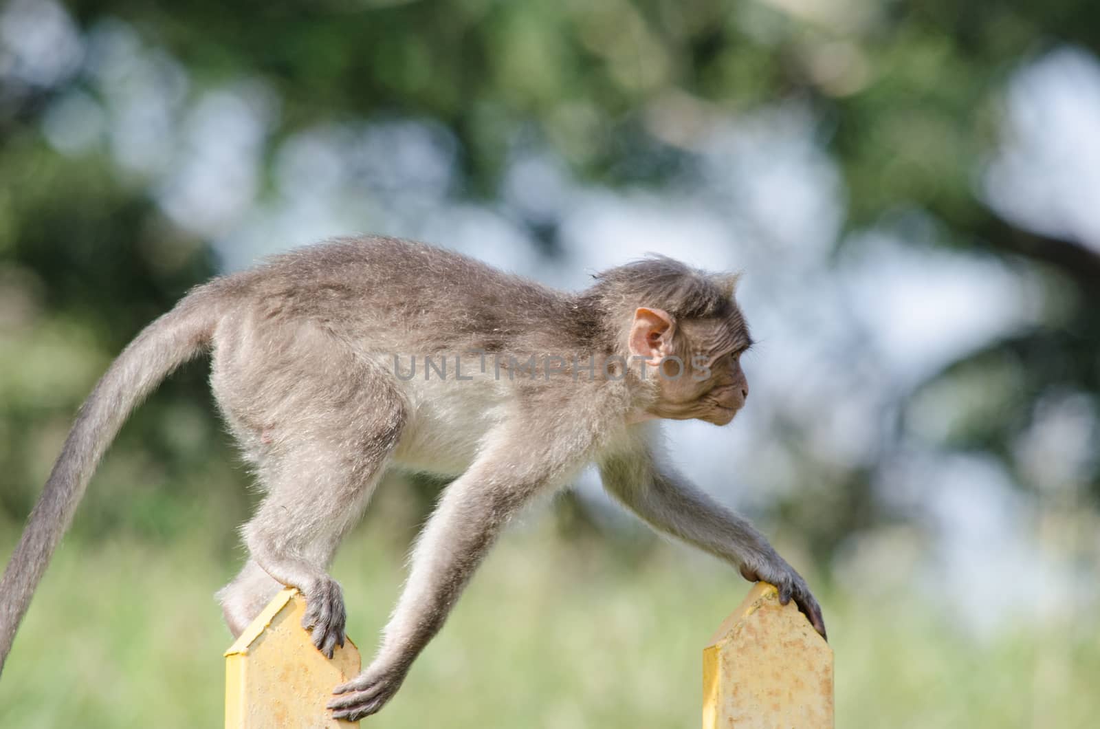 monky is climbing on the tree for eat friut in forest