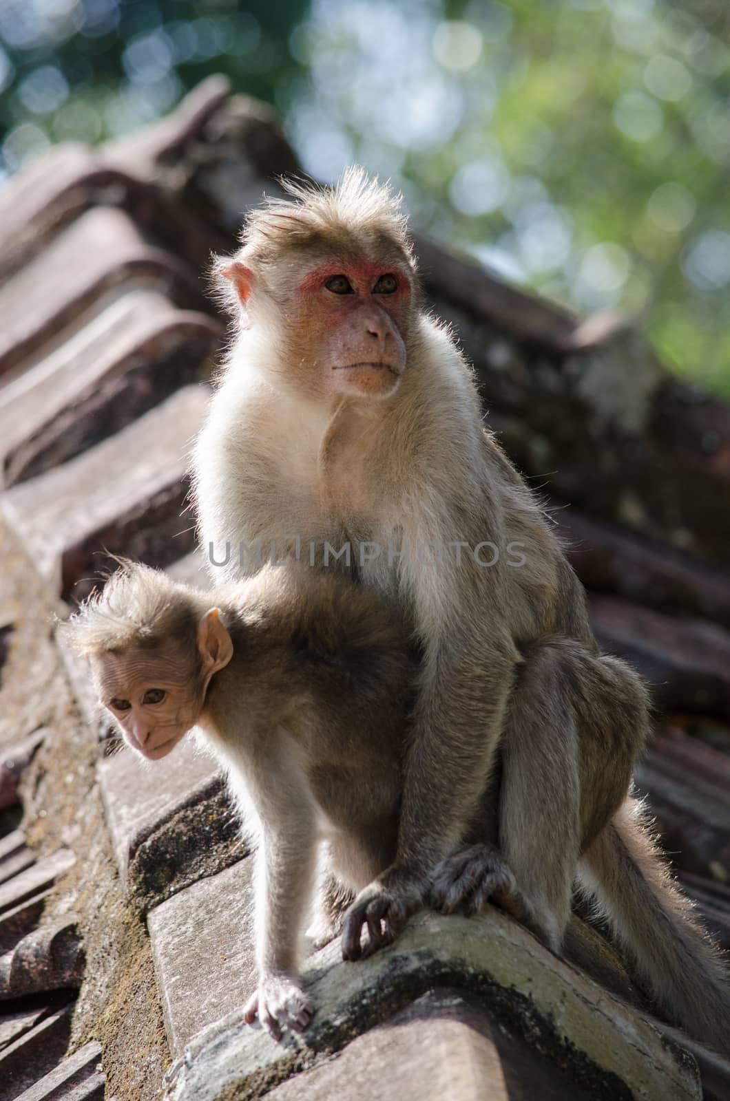 monky is climbing on the tree for eat friut in forest