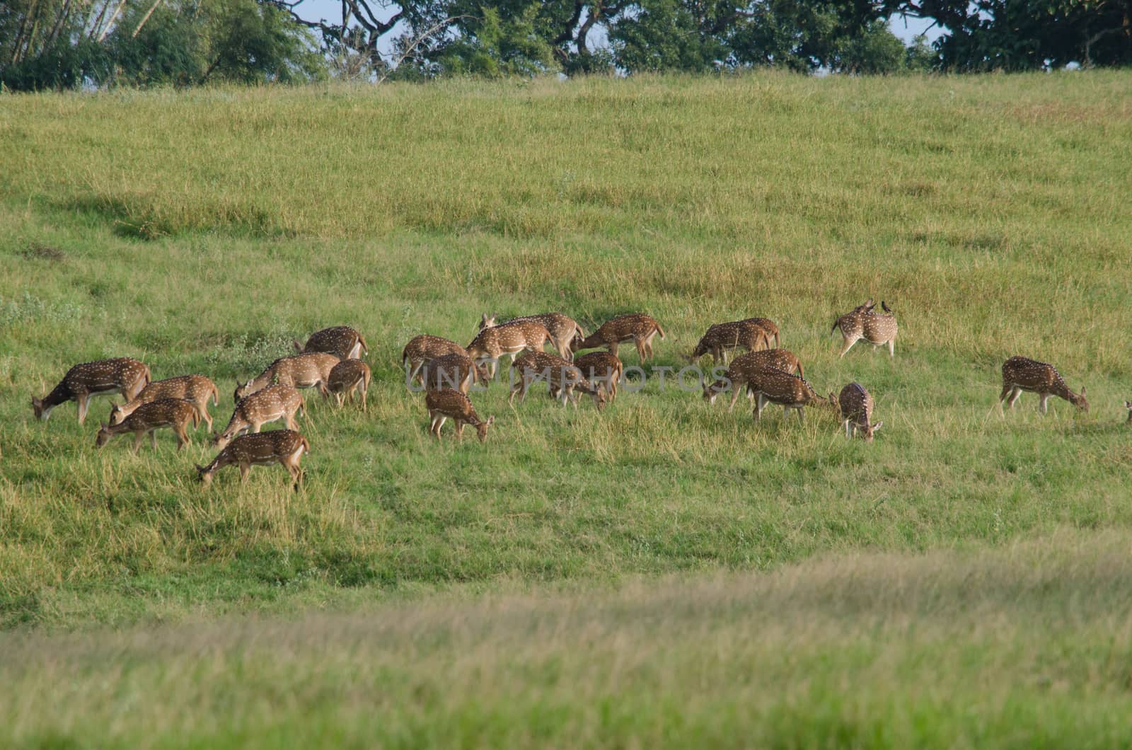 Chital, Cheetal, Spotted deer, Axis deer walk in glassland by visanuwit