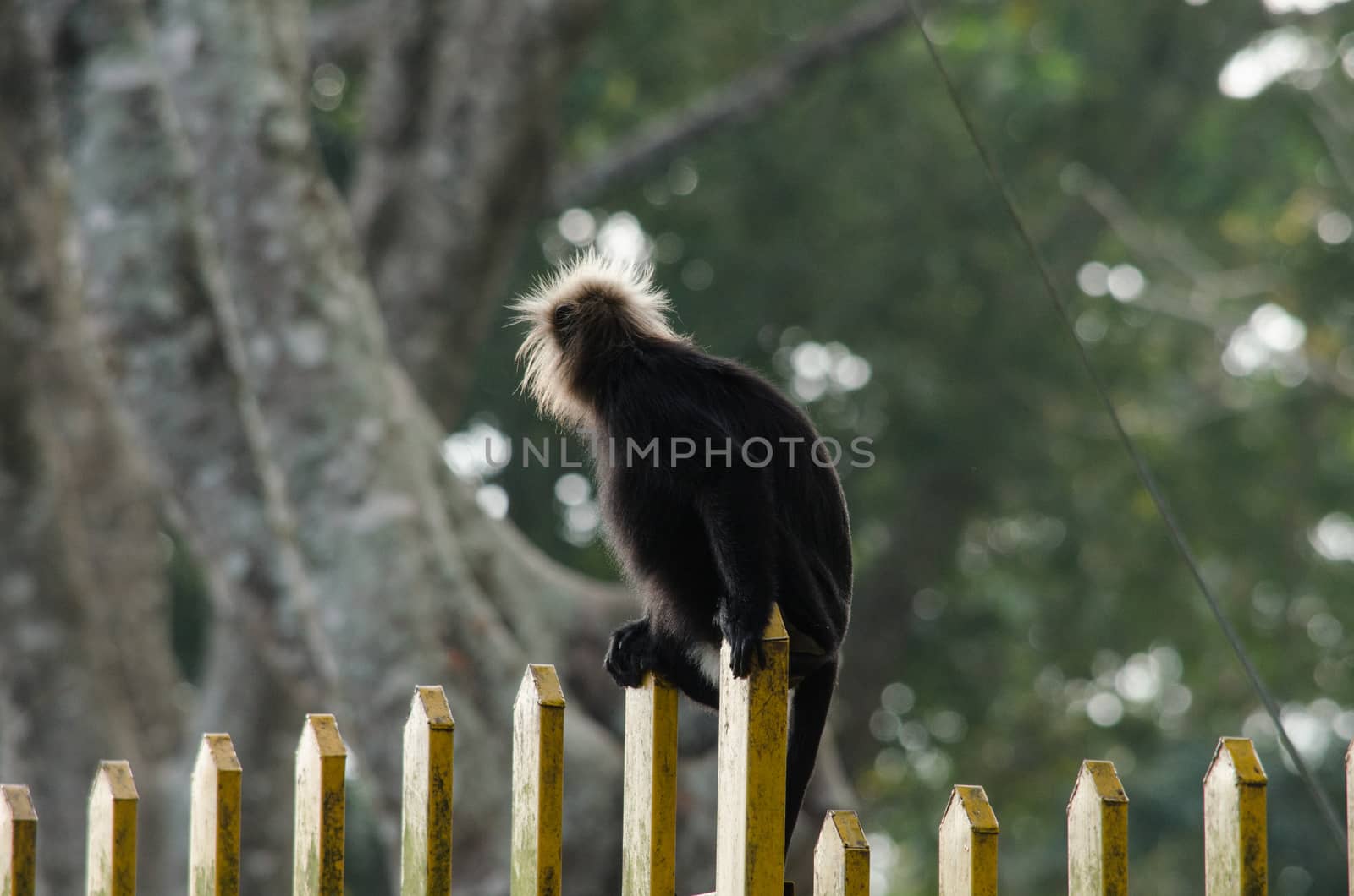 langur is climbing on the tree for eat friut in forest