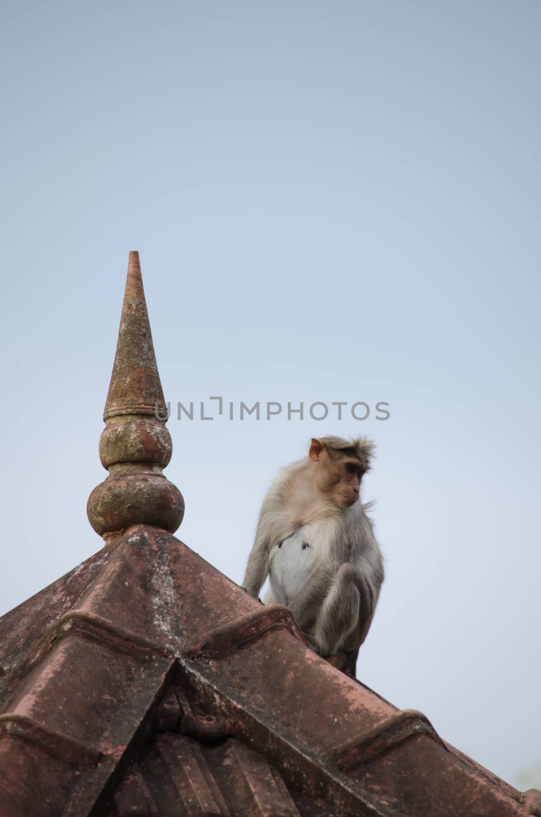 Long-tailed macaque is Cercopithecidae by visanuwit