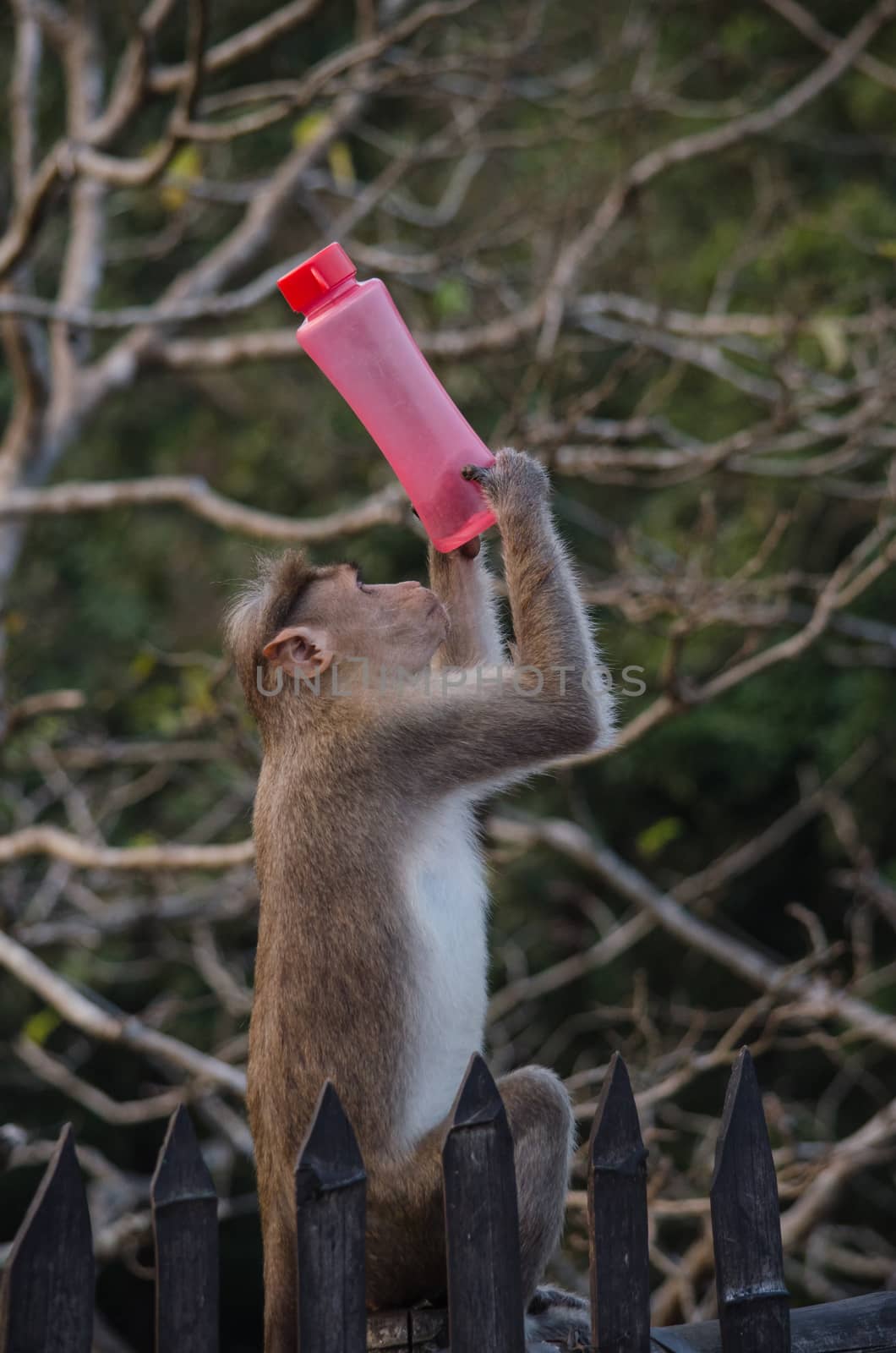 monky is climbing on the tree for eat friut in forest