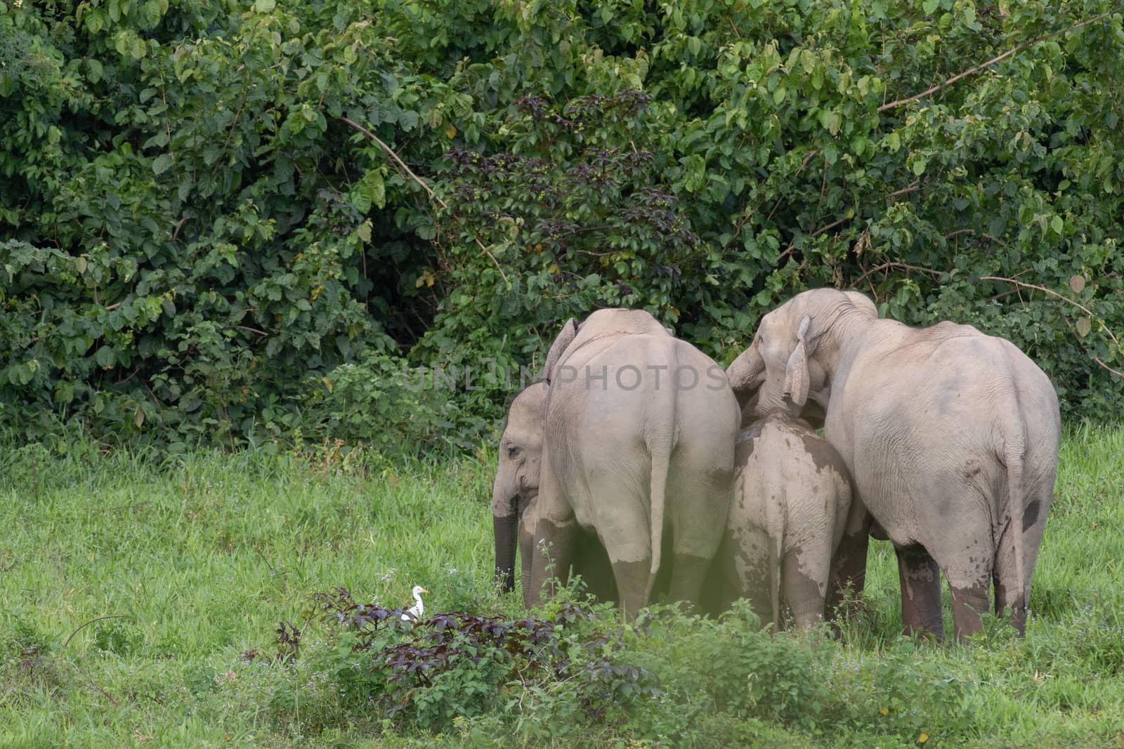 Asiatic Elephant is big five animal in asia by visanuwit