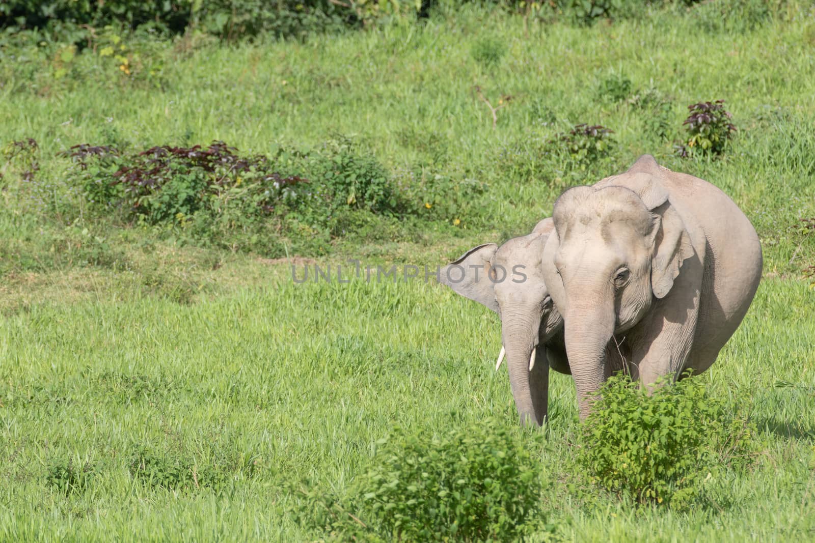 Asian elephants are the largest living land animals in Asia.Asian elephants are highly intelligent and self-aware.