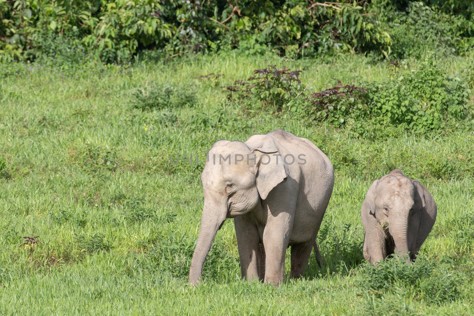 Asiatic Elephant is big five animal in asia by visanuwit