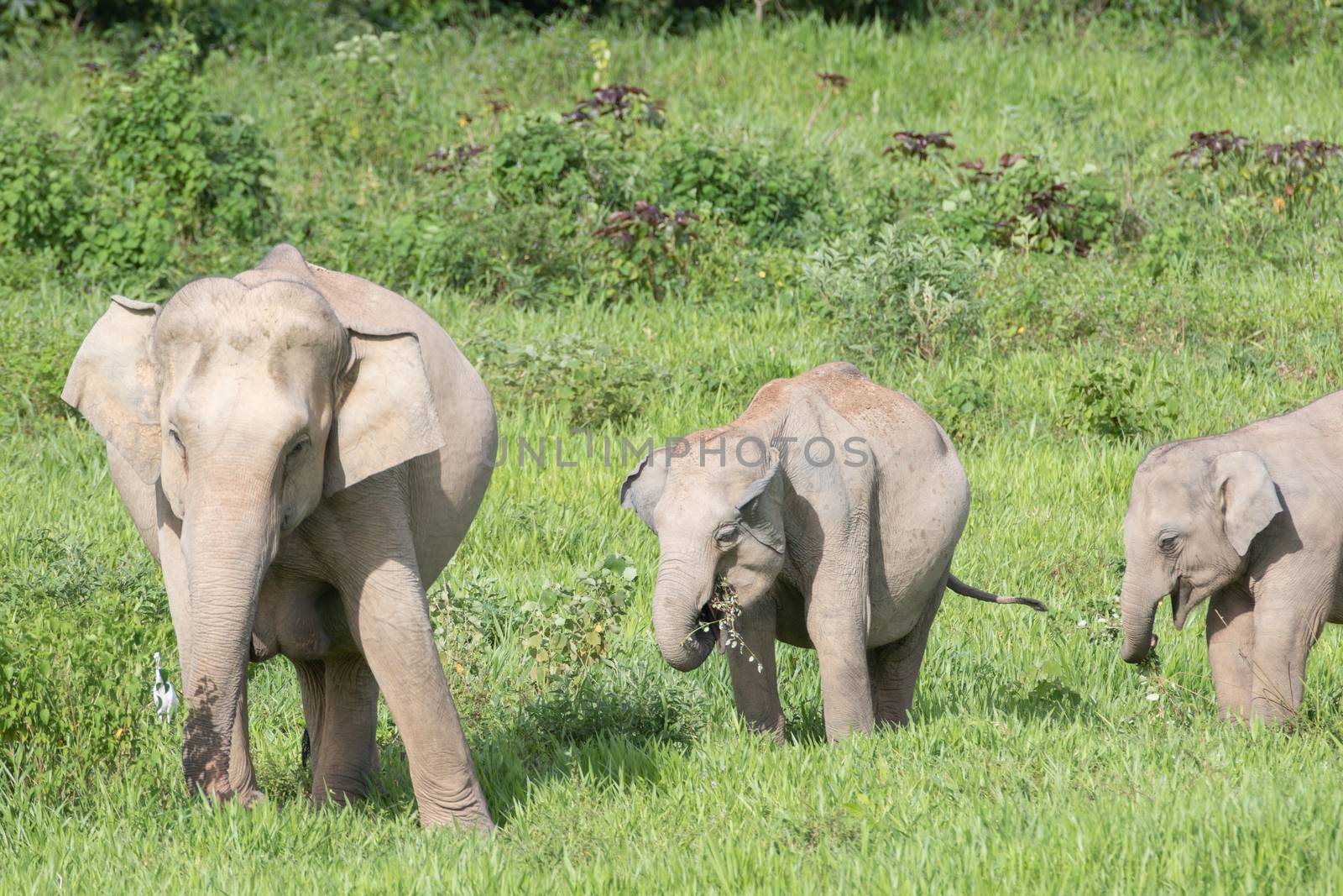Asiatic Elephant is big five animal in asia by visanuwit