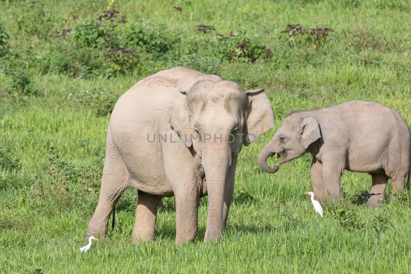 Asian elephants are the largest living land animals in Asia.Asian elephants are highly intelligent and self-aware.