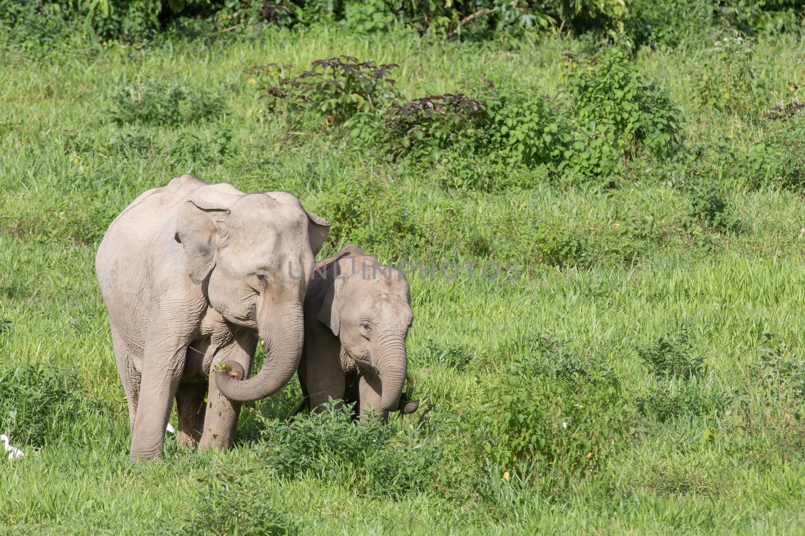 Asian elephants are the largest living land animals in Asia.Asian elephants are highly intelligent and self-aware.