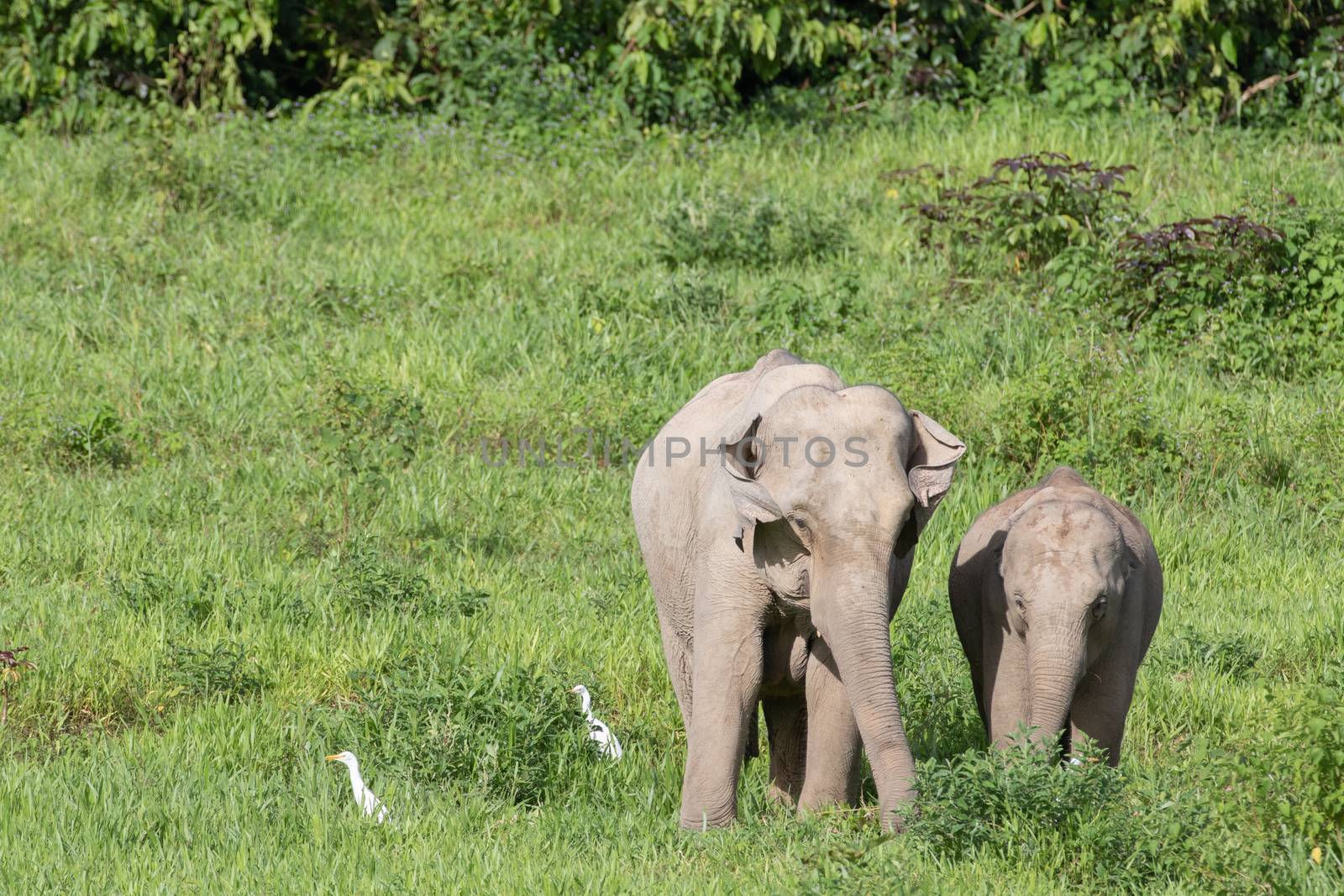 Asian elephants are the largest living land animals in Asia.Asian elephants are highly intelligent and self-aware.