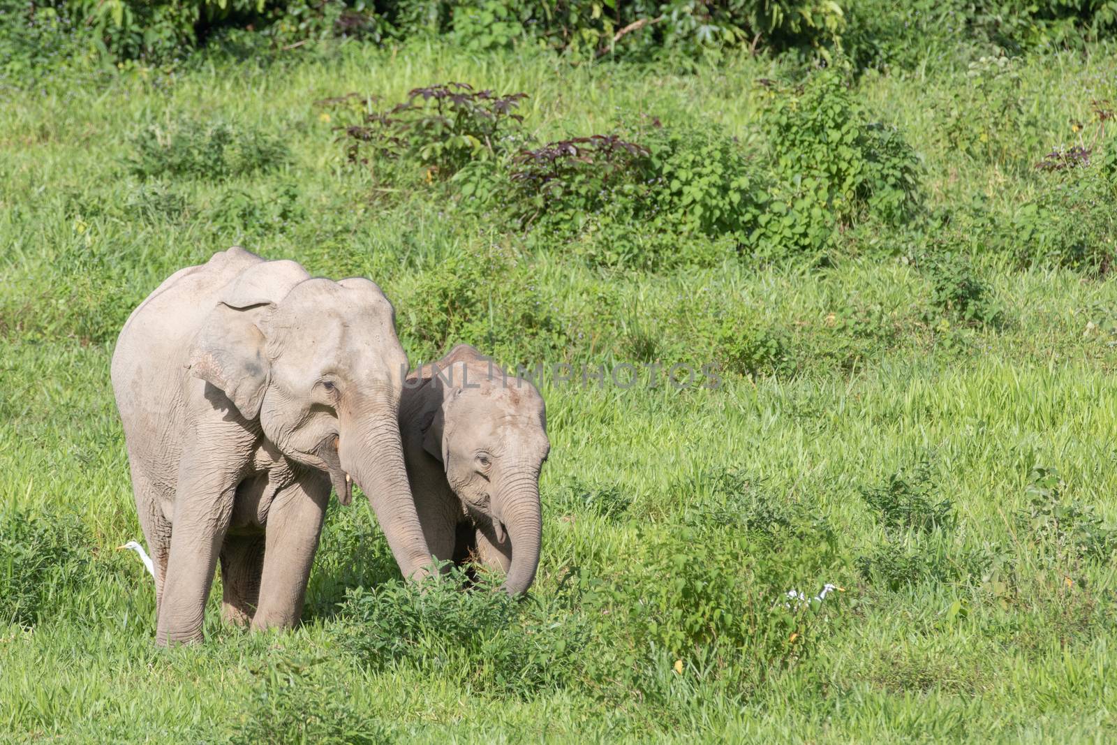 Asian elephants are the largest living land animals in Asia.Asian elephants are highly intelligent and self-aware.