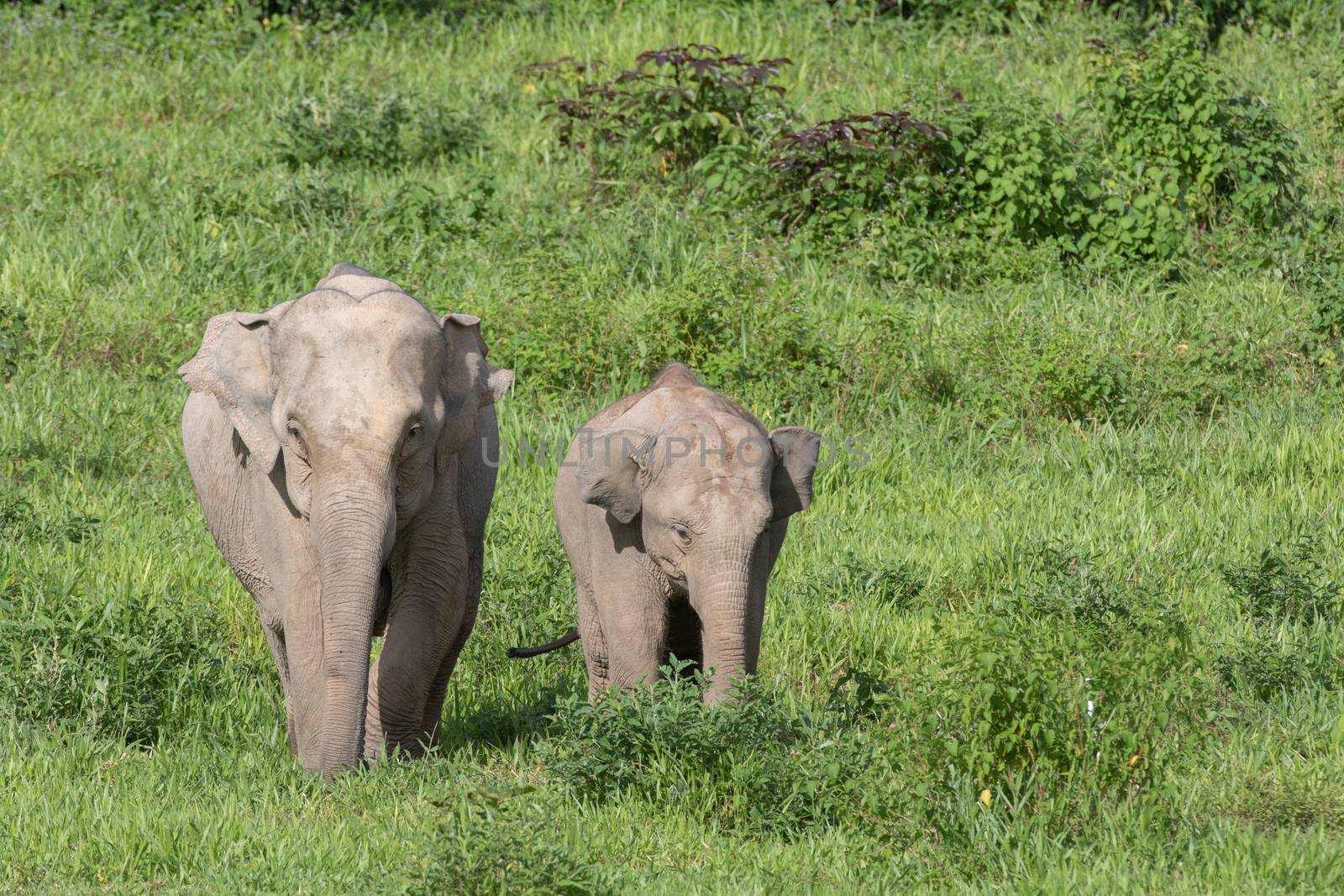 Asiatic Elephant is big five animal in asia by visanuwit