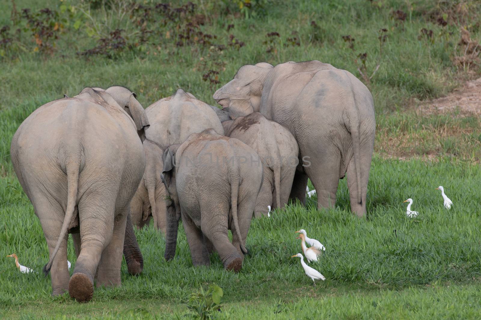 Asiatic Elephant is big five animal in asia by visanuwit