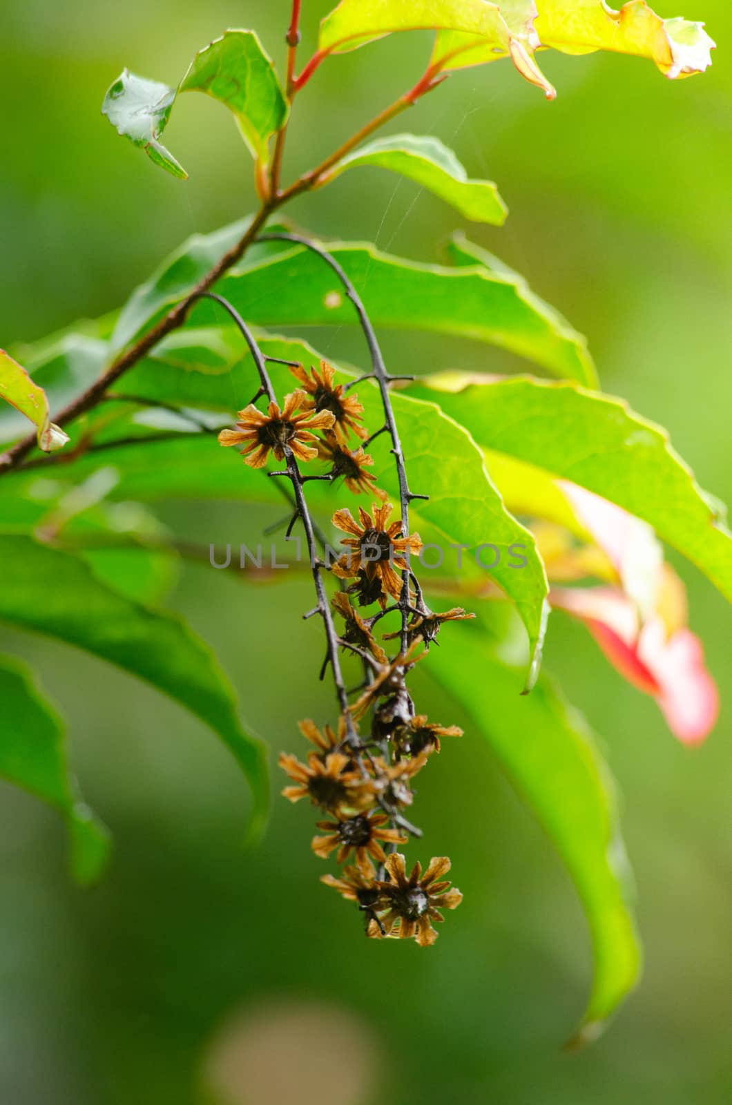 landscape nature have green plant and tree at rain forest mountain .its good place for outdoor travel on vacation or holidays in thailand.