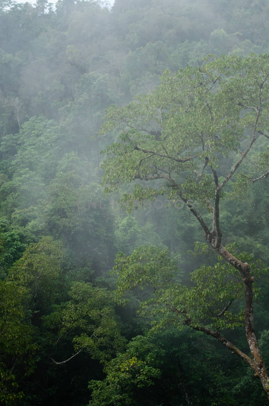 landscape nature have green plant and tree at rain forest mountain .its good place for outdoor travel on vacation or holidays in thailand.