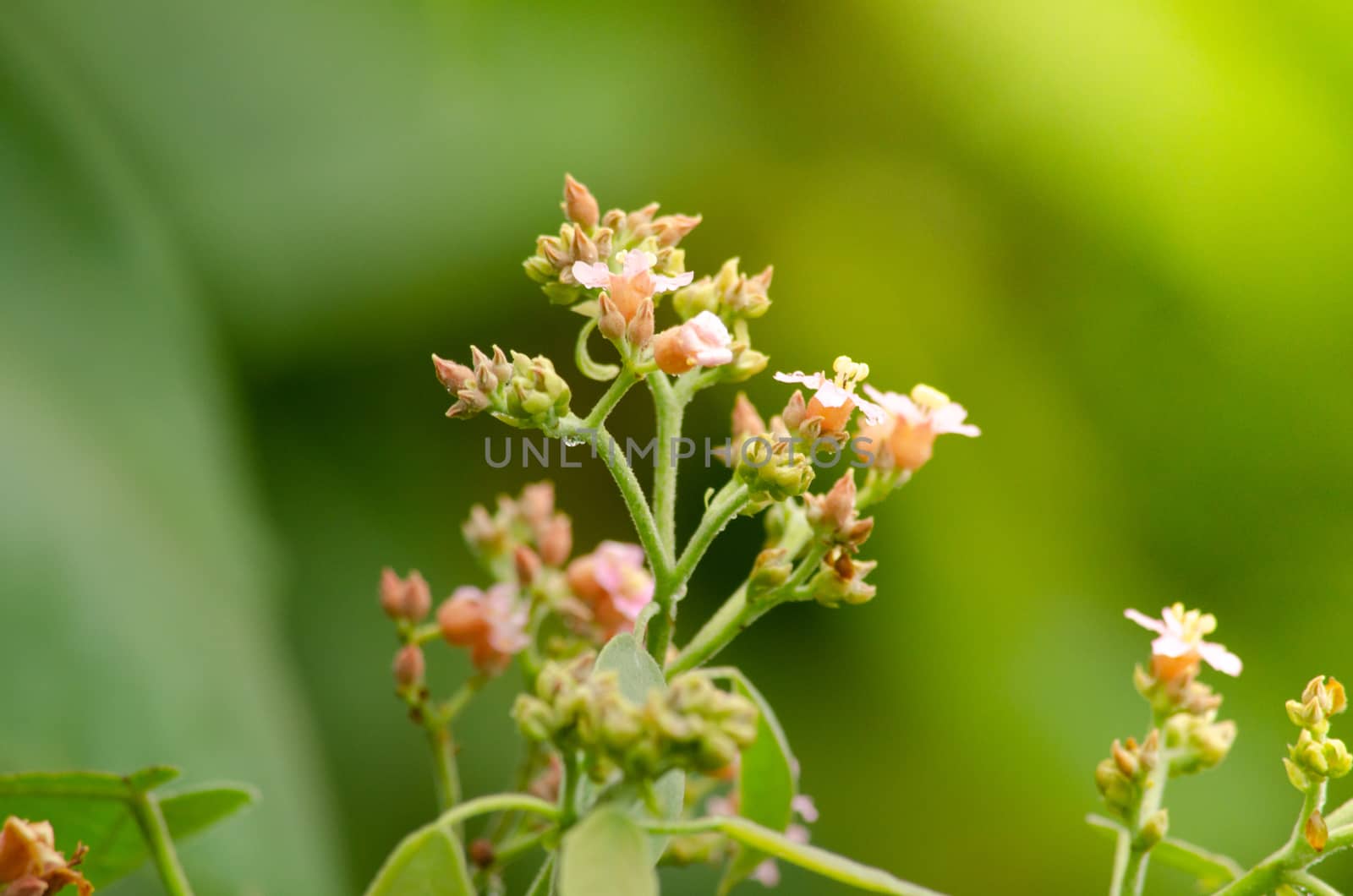 landscape nature have green plant and tree at rain forest mountain .its good place for outdoor travel on vacation or holidays in thailand.