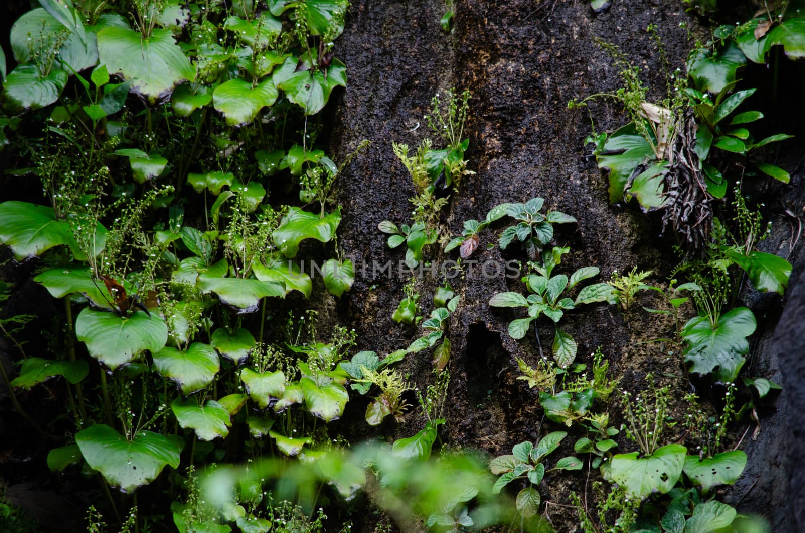 landscape nature have green plant and tree at rain forest mountain .its good place for outdoor travel on vacation or holidays in thailand.