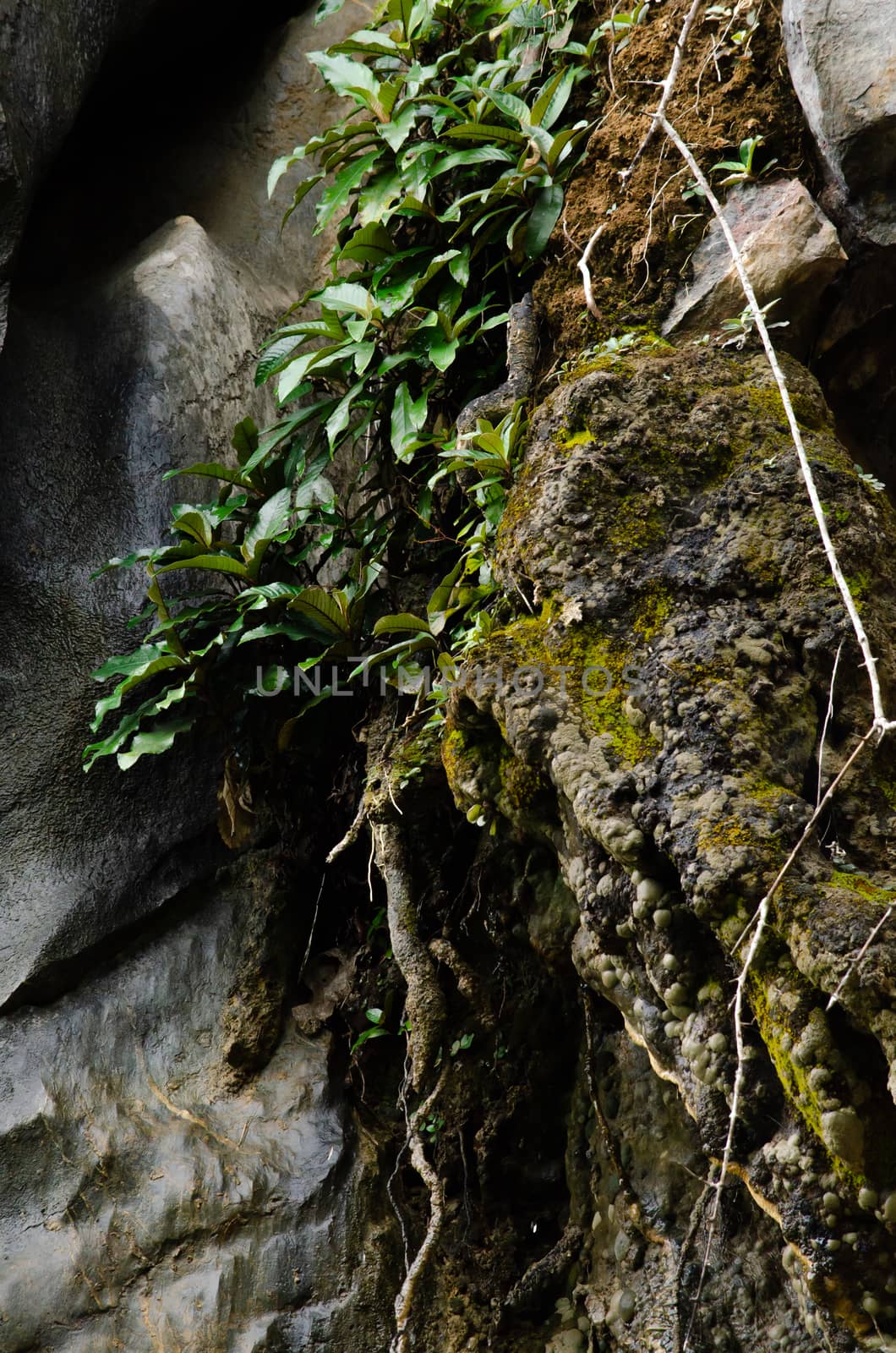 landscape nature have green plant and tree at rain forest mountain .its good place for outdoor travel on vacation or holidays in thailand.