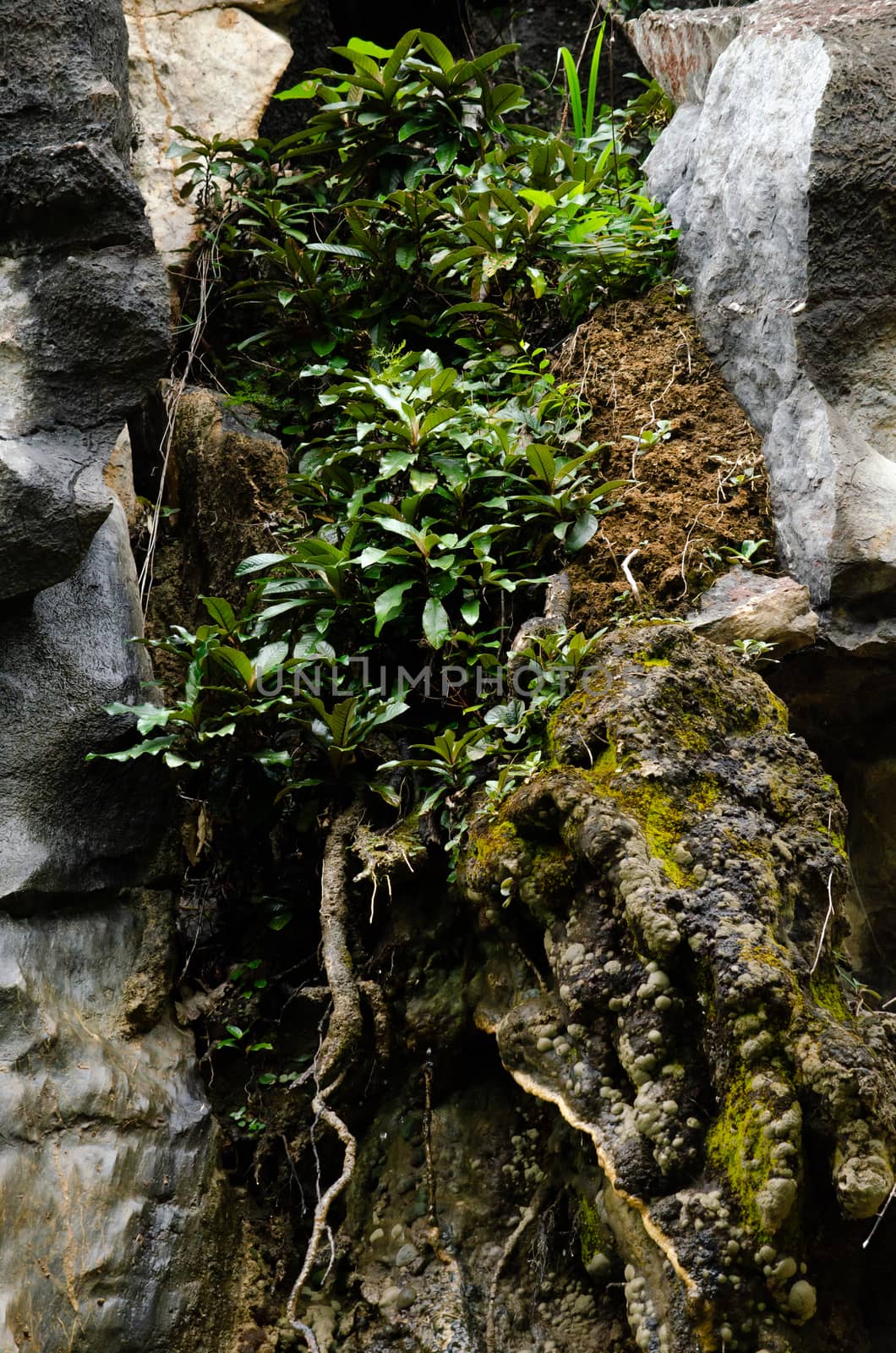 landscape nature have green plant and tree at rain forest mountain .its good place for outdoor travel on vacation or holidays in thailand.